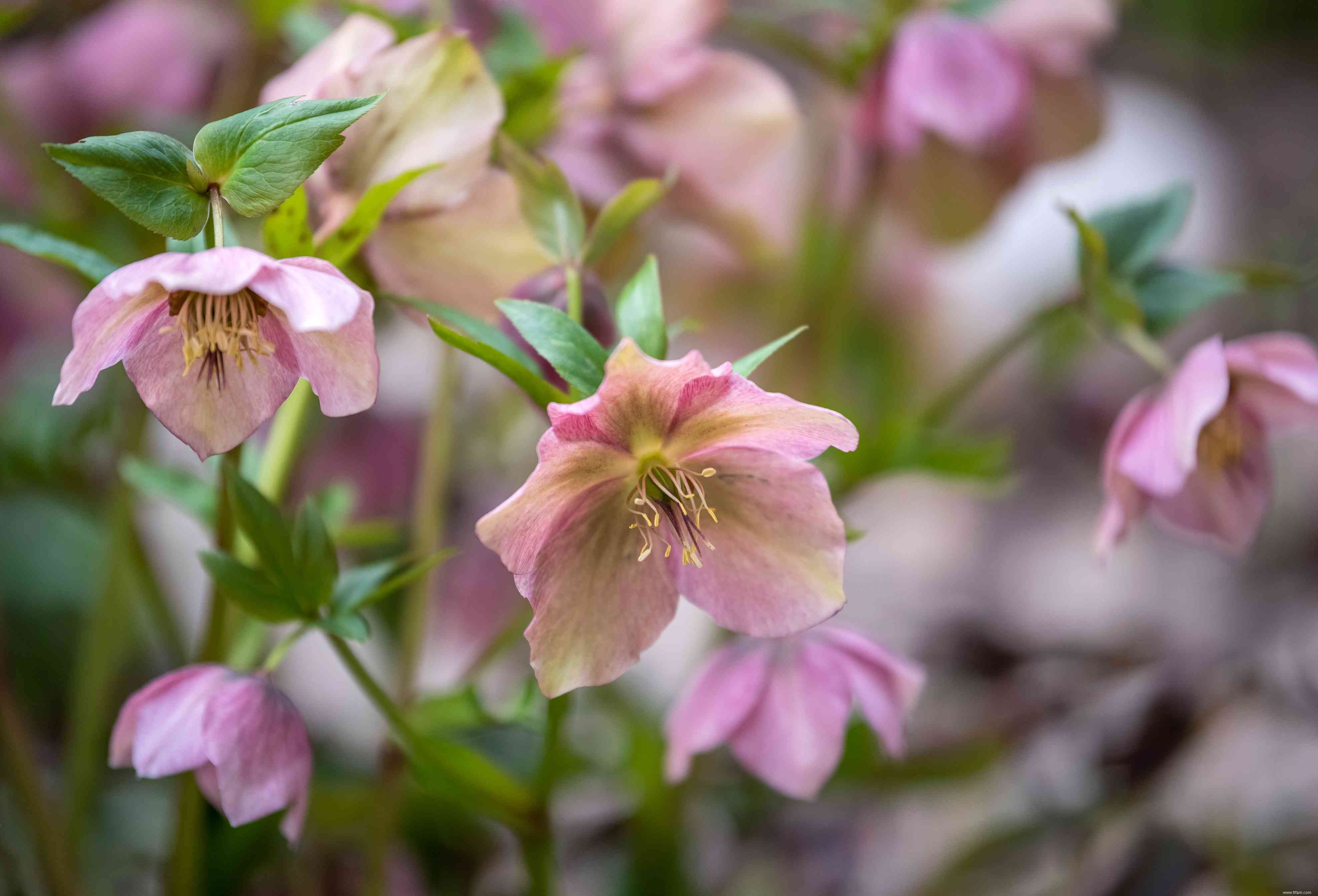 Meilleures plantes à fleurs à feuilles persistantes à cultiver 