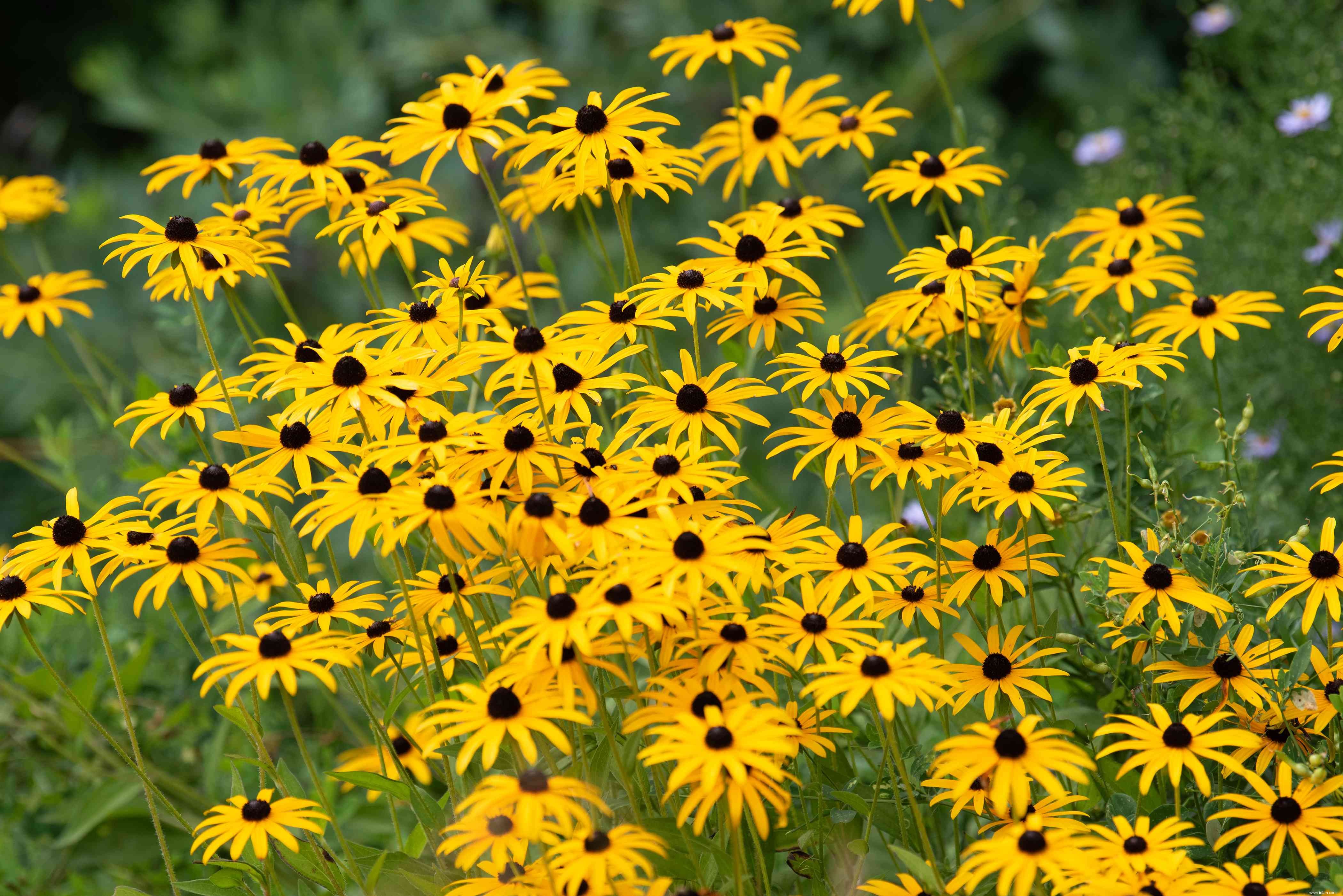 25 meilleures plantes pour les jardins en sol argileux 