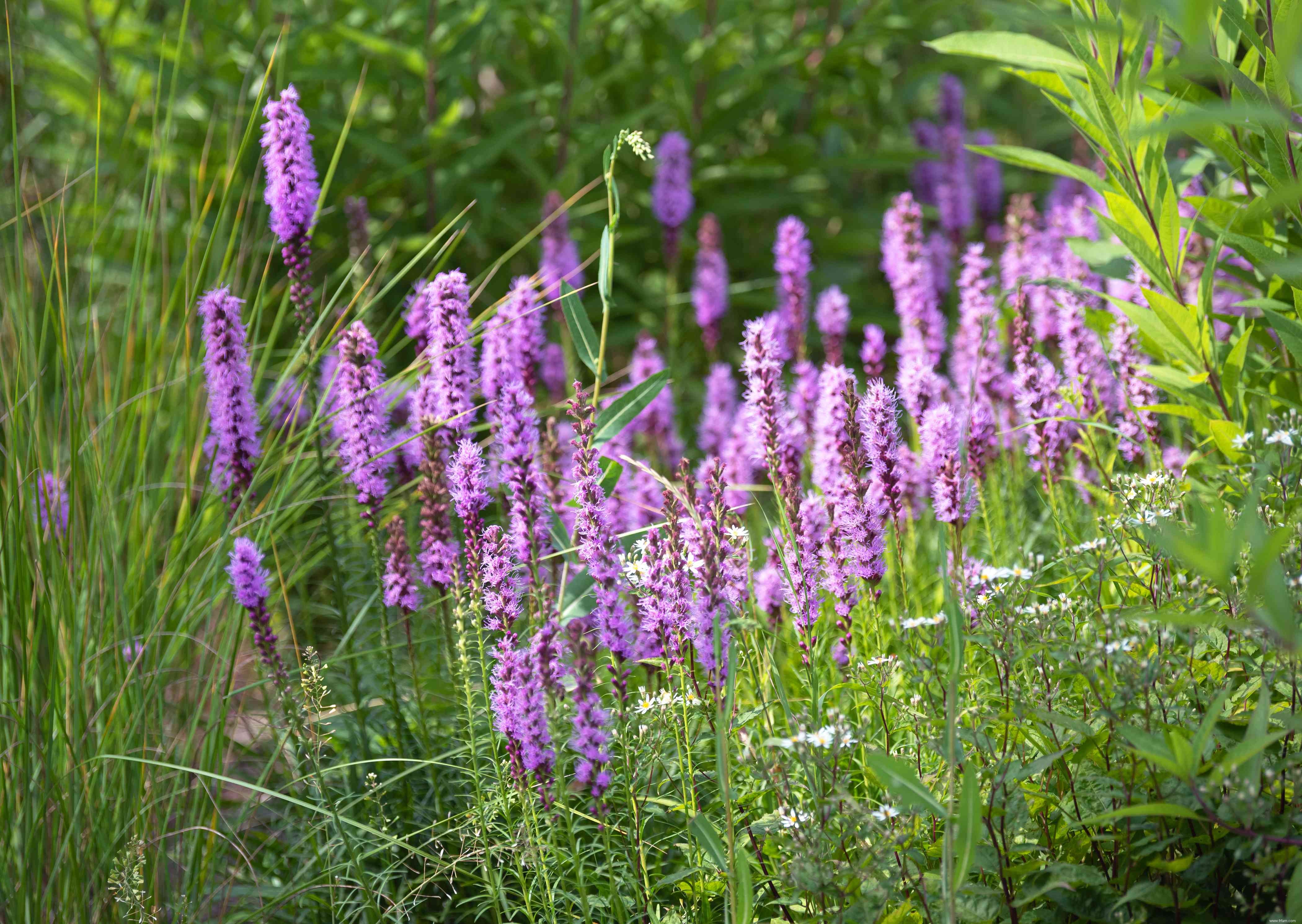 25 meilleures plantes pour les jardins en sol argileux 