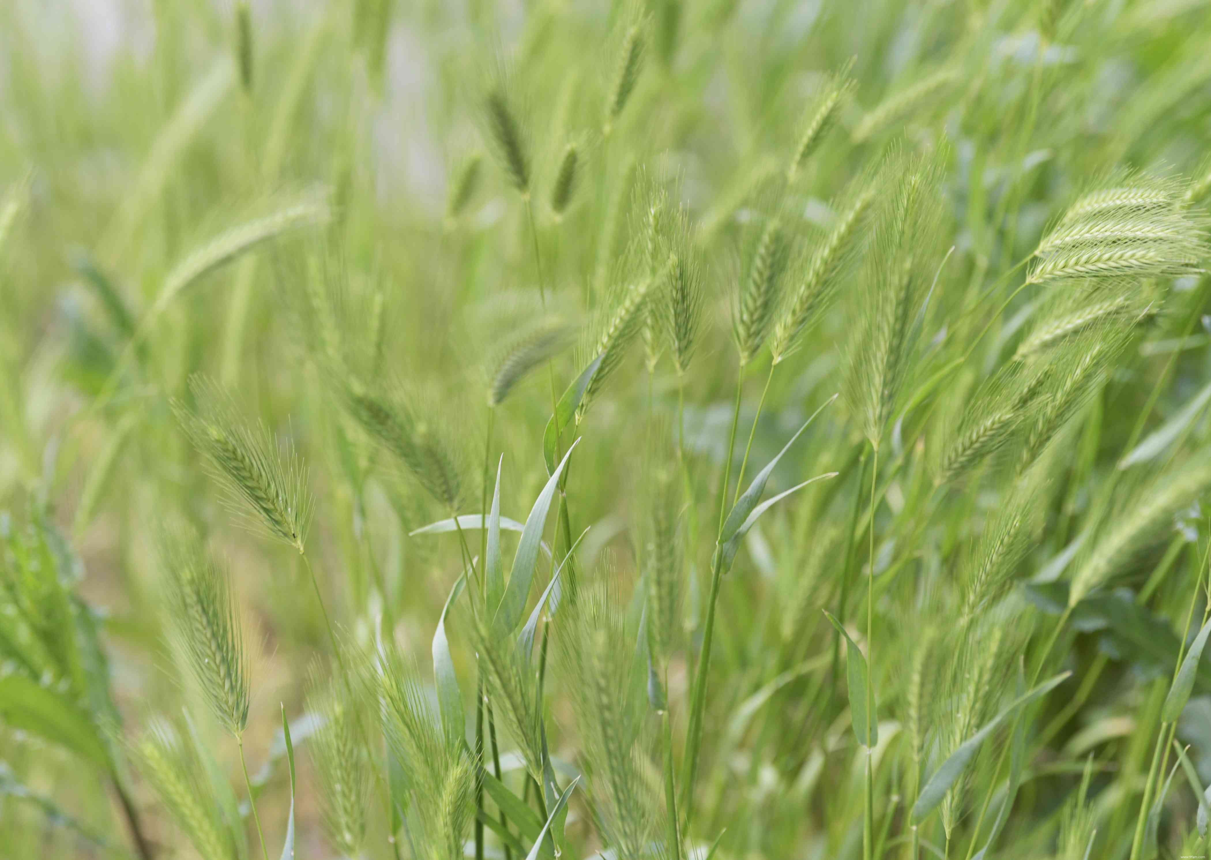 25 meilleures plantes pour les jardins en sol argileux 