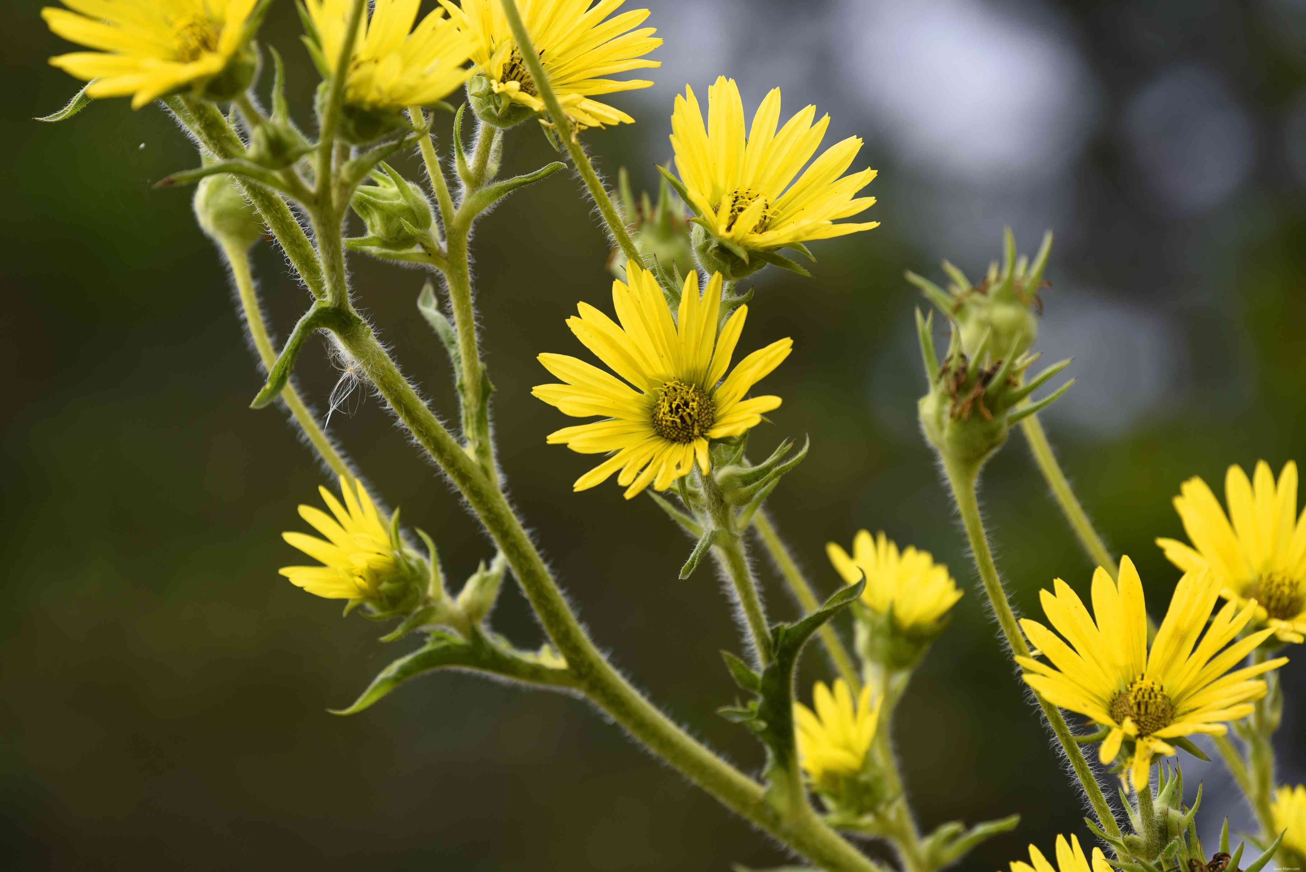 25 meilleures plantes pour les jardins en sol argileux 