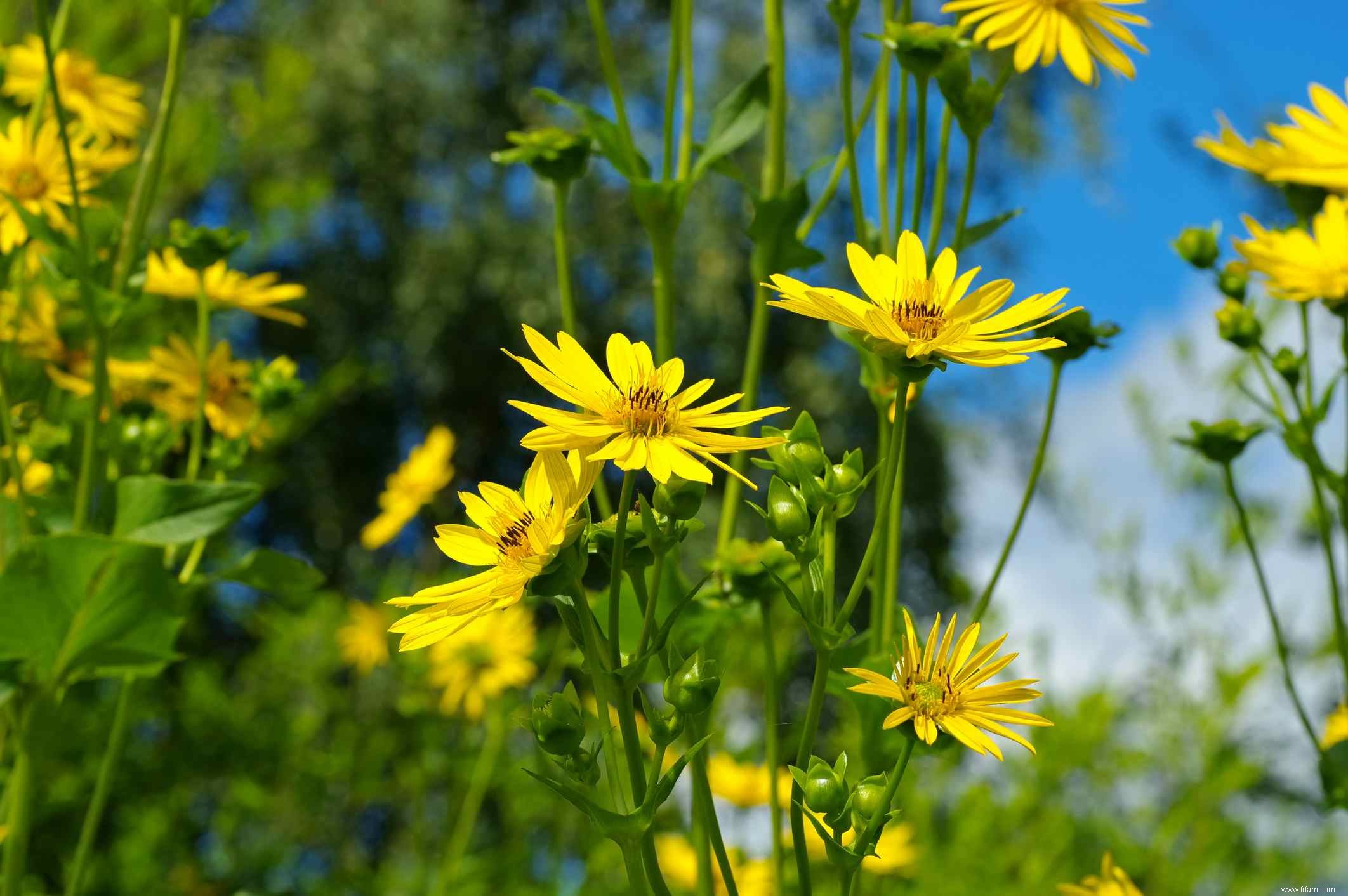 25 meilleures plantes pour les jardins en sol argileux 