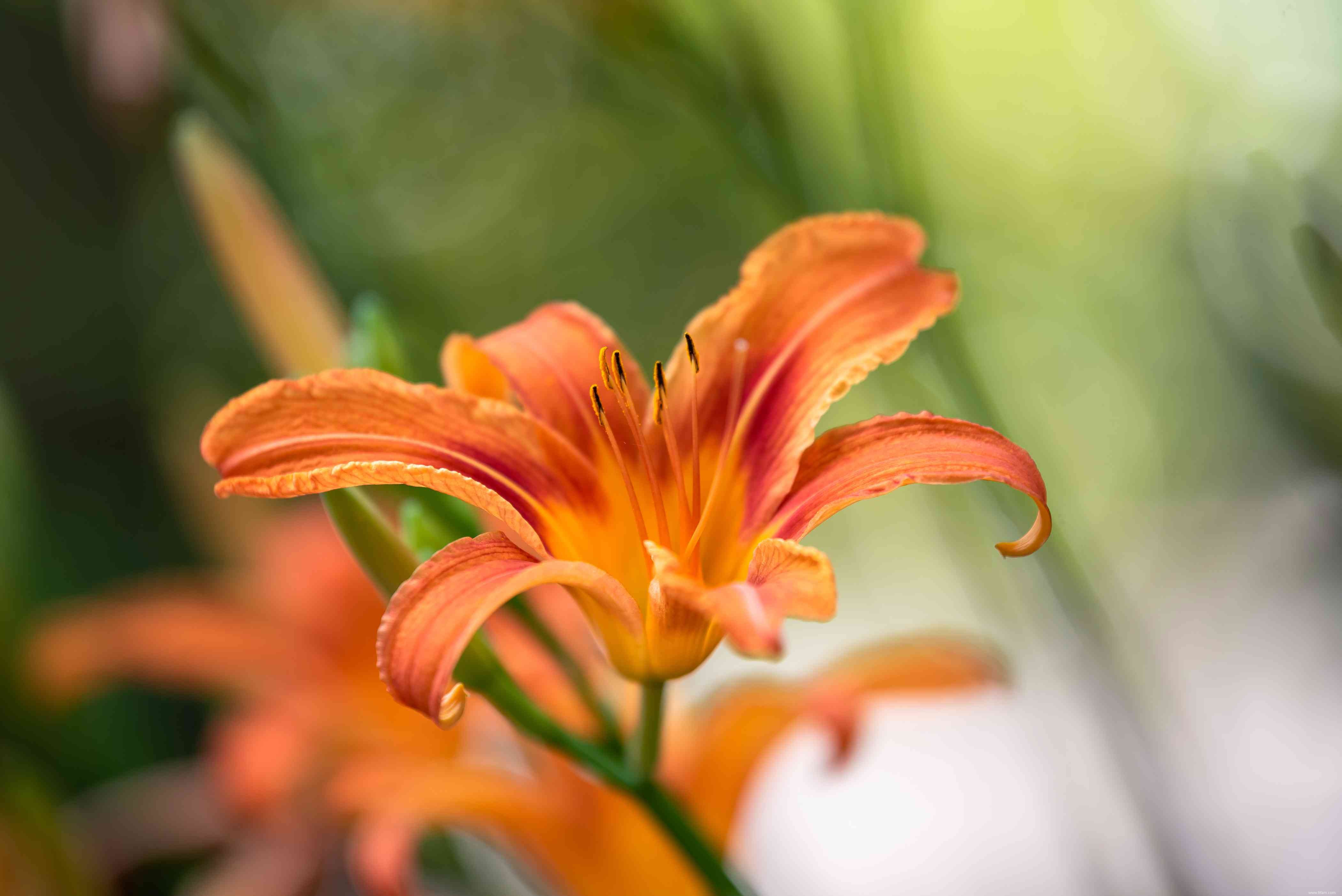 25 meilleures plantes pour les jardins en sol argileux 