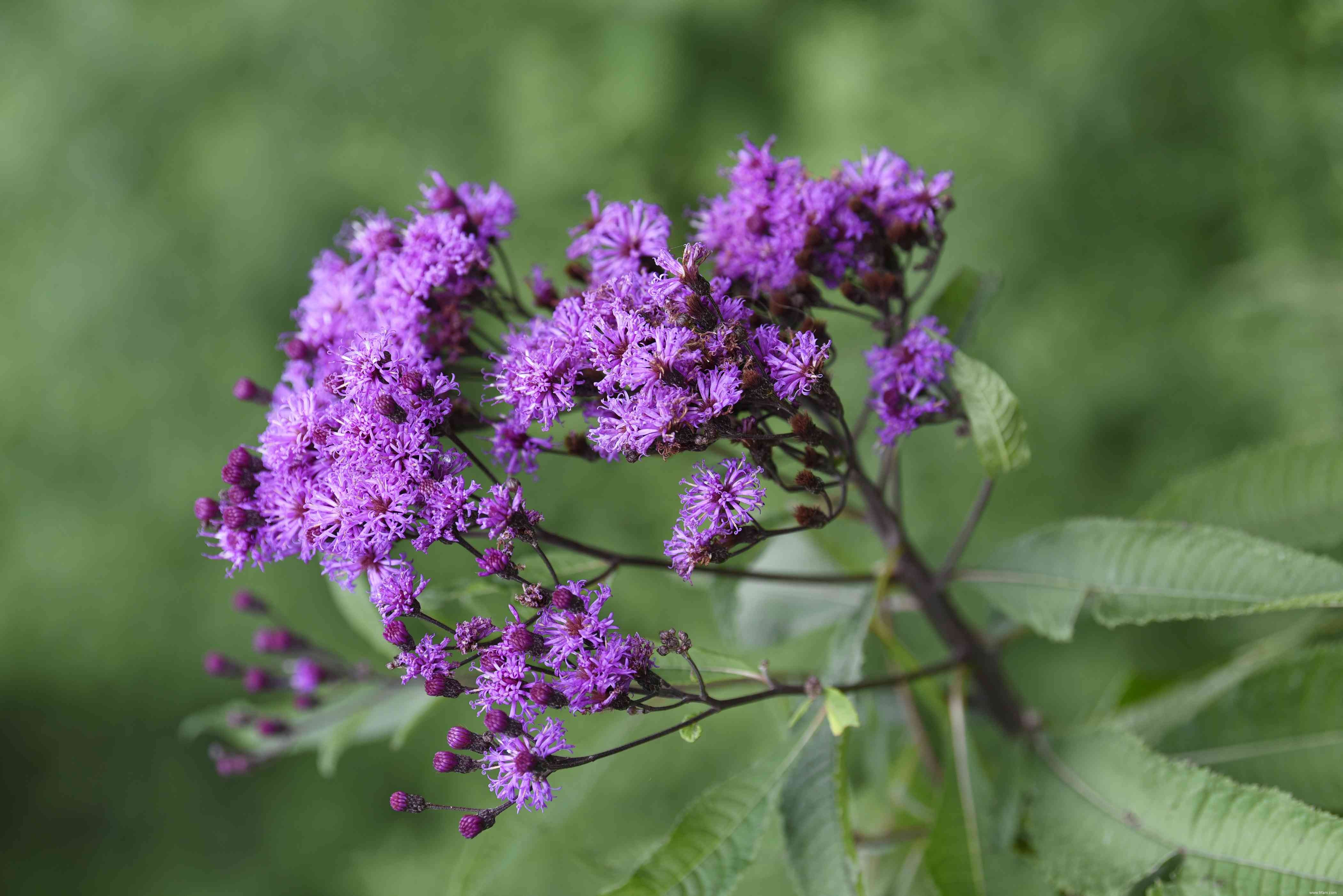 25 meilleures plantes pour les jardins en sol argileux 