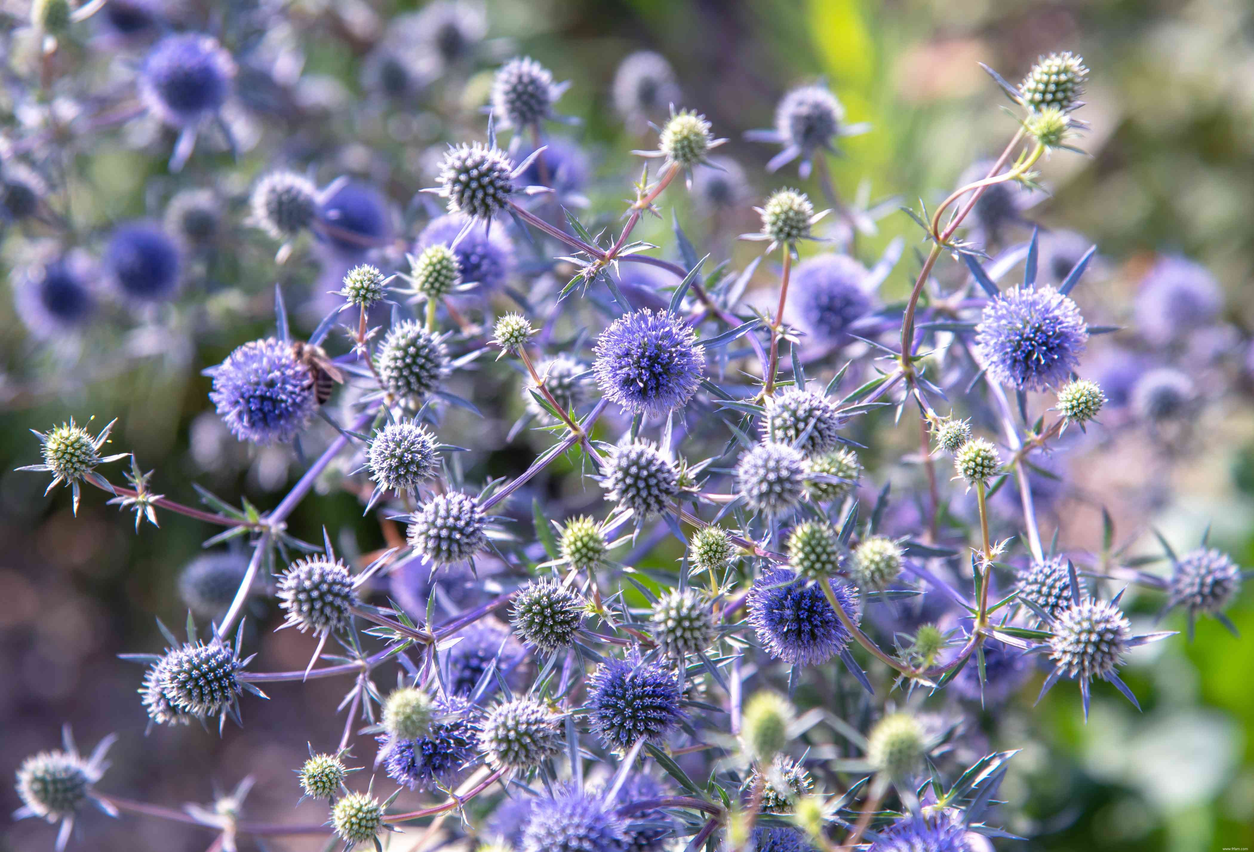 25 meilleures plantes pour les jardins en sol argileux 