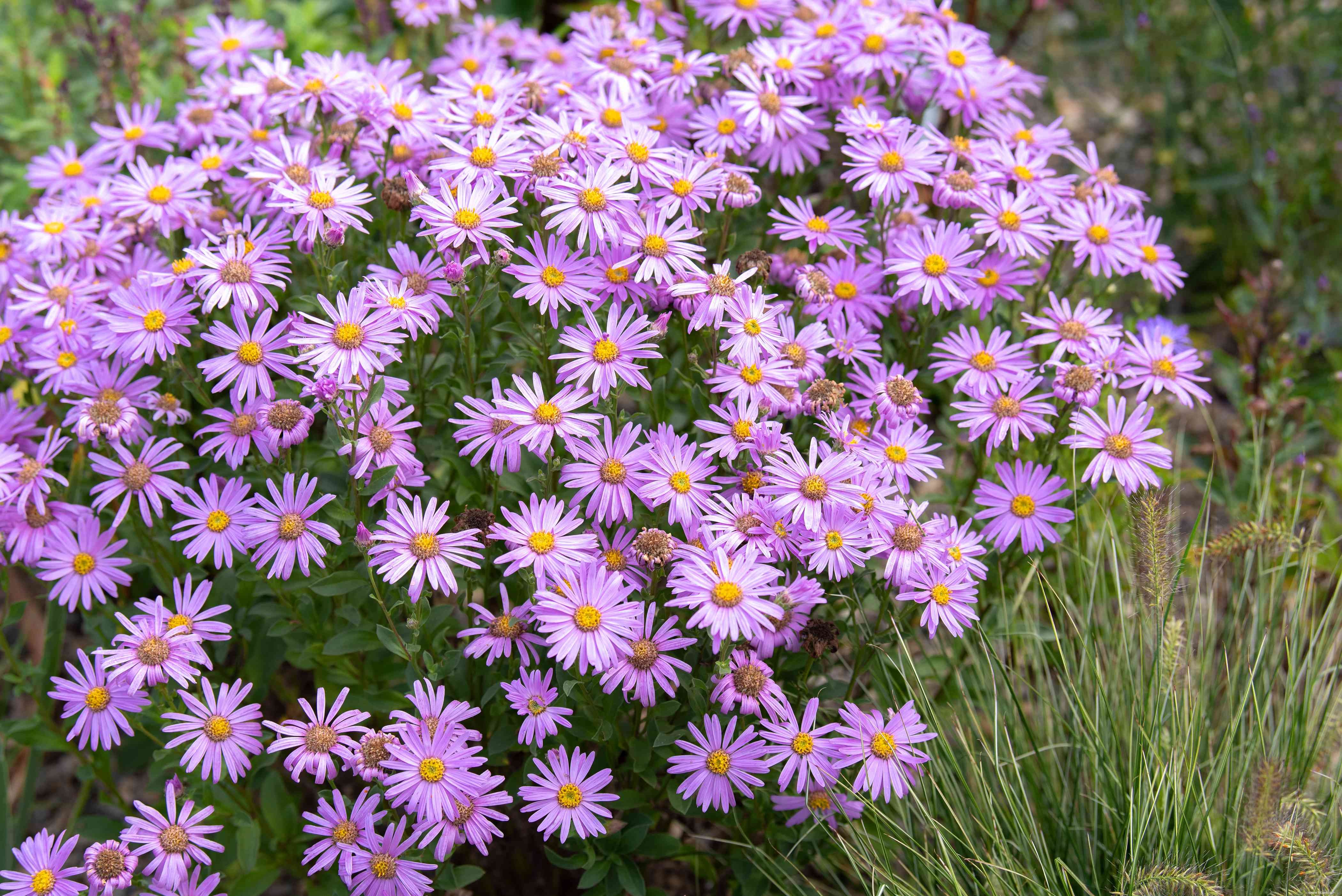 25 meilleures plantes pour les jardins en sol argileux 