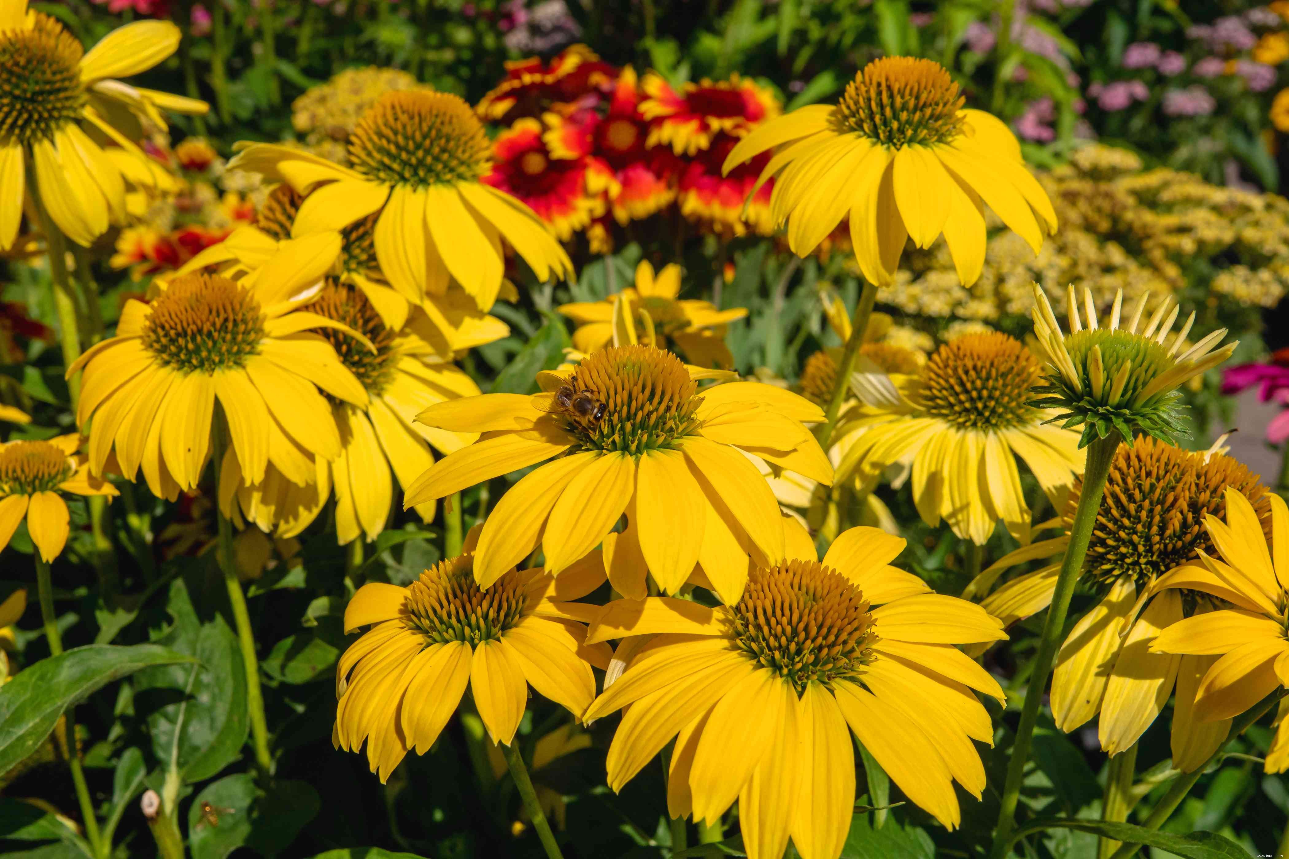 25 meilleures plantes pour les jardins en sol argileux 