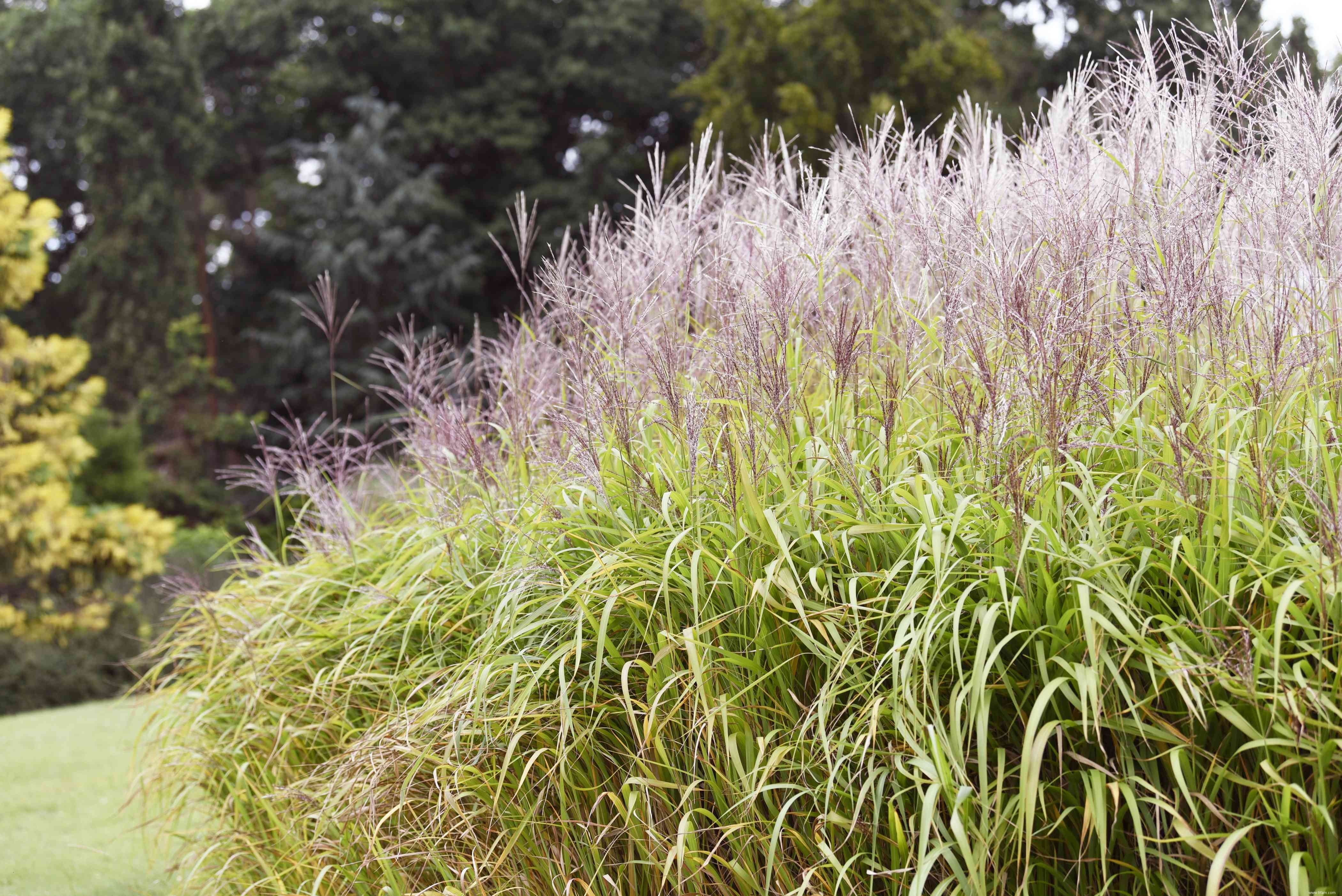 25 meilleures plantes pour les jardins en sol argileux 