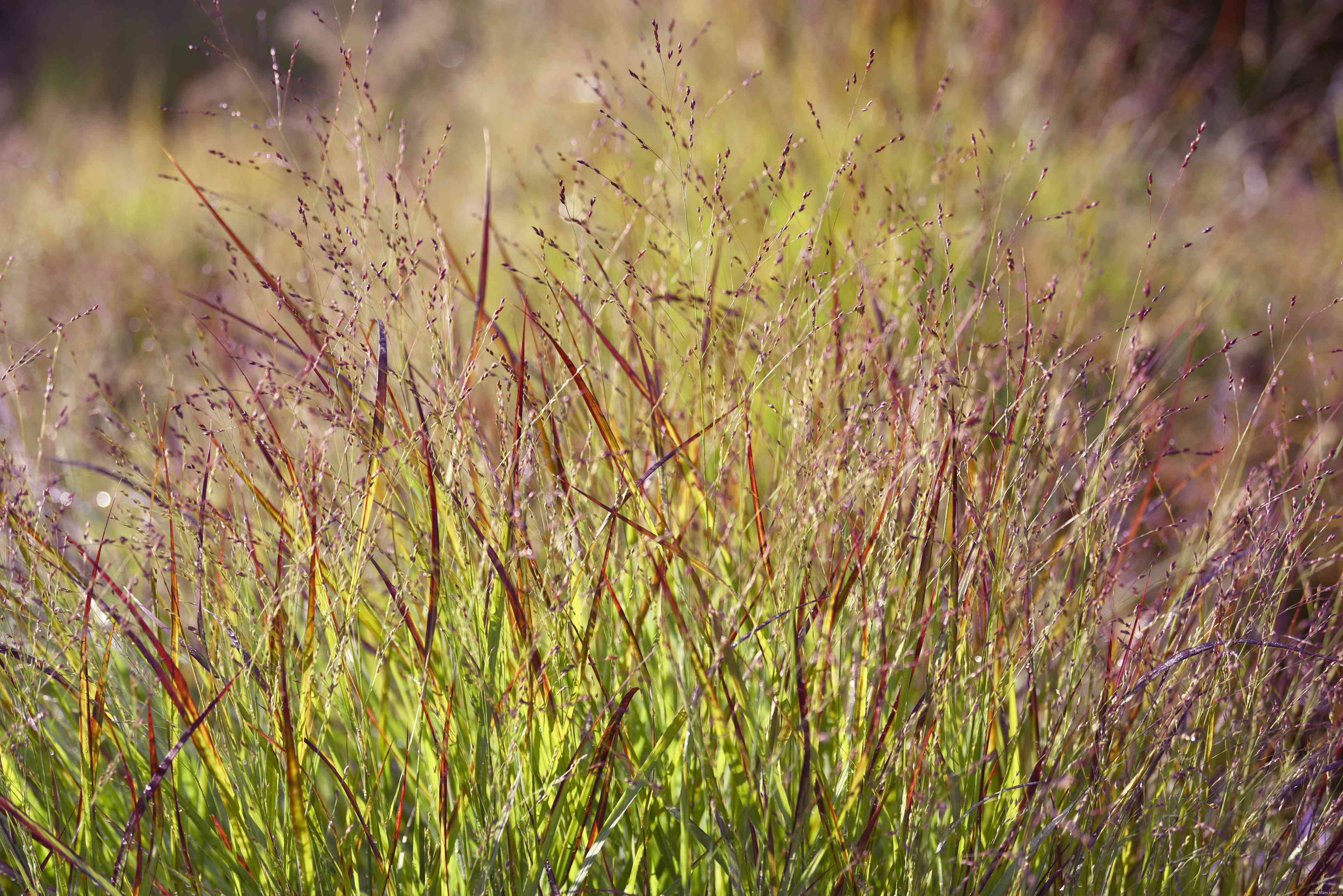 25 meilleures plantes pour les jardins en sol argileux 