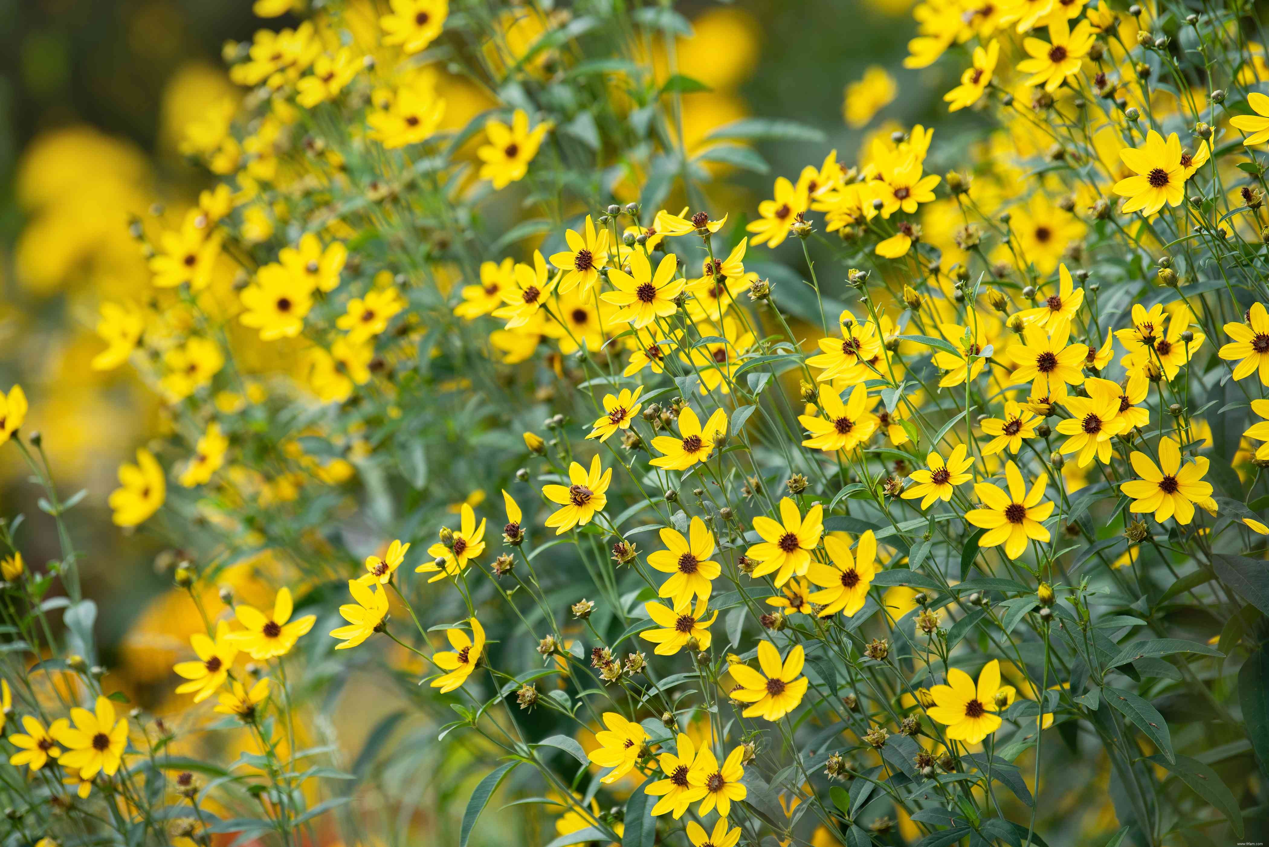 25 meilleures plantes pour les jardins en sol argileux 