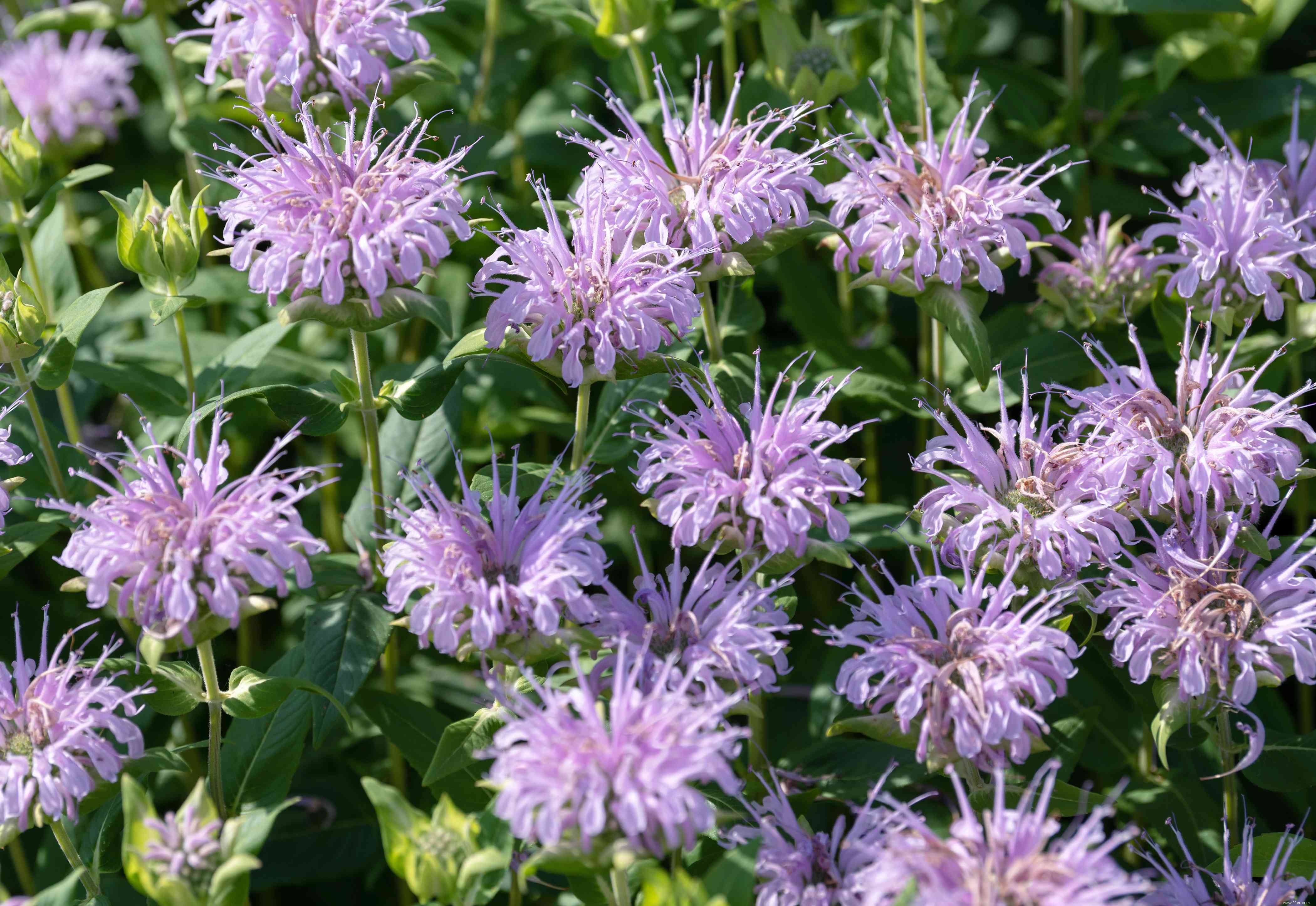 25 meilleures plantes pour les jardins en sol argileux 