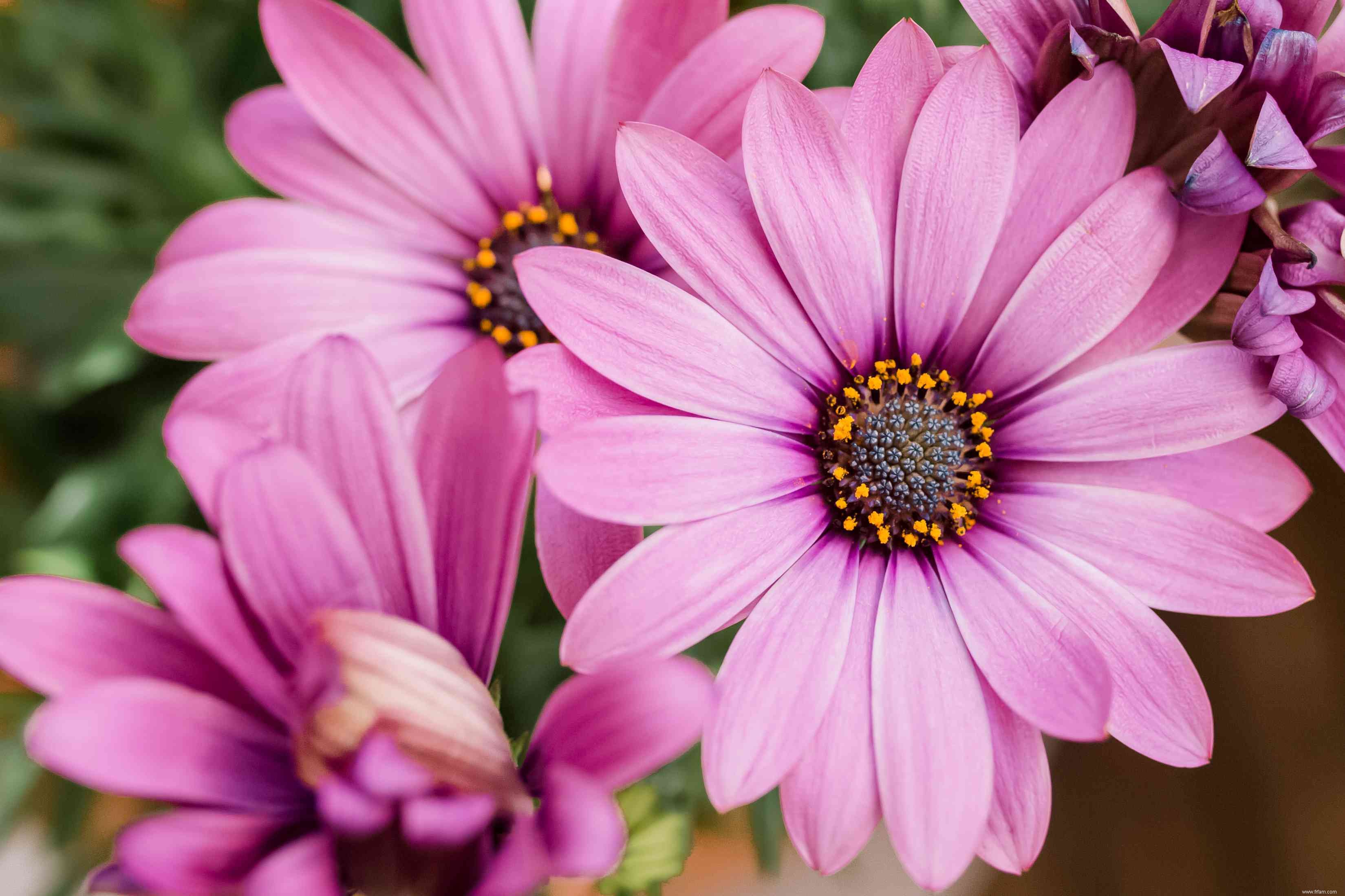 Comment faire pousser et prendre soin de la marguerite africaine 