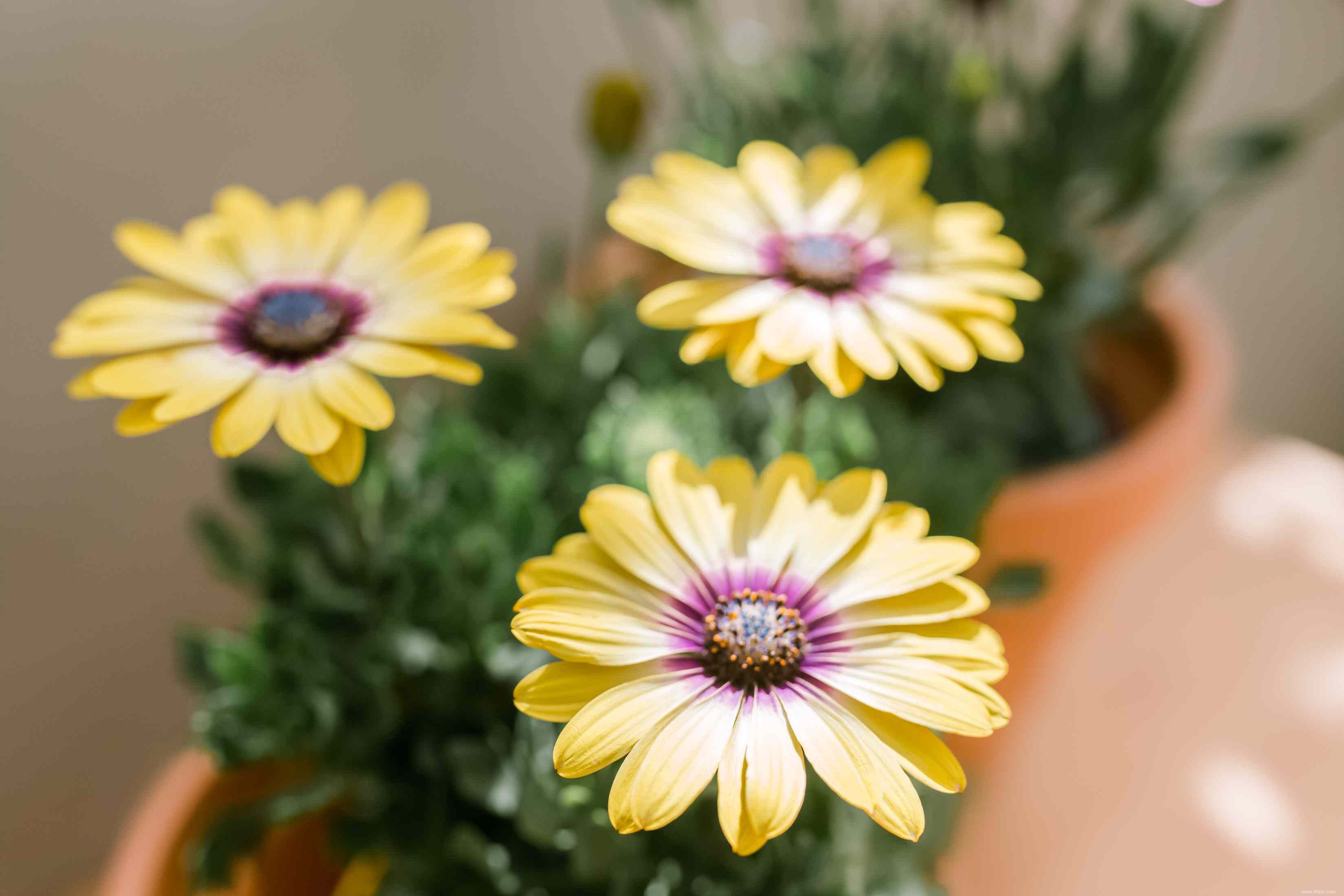 Comment faire pousser et prendre soin de la marguerite africaine 