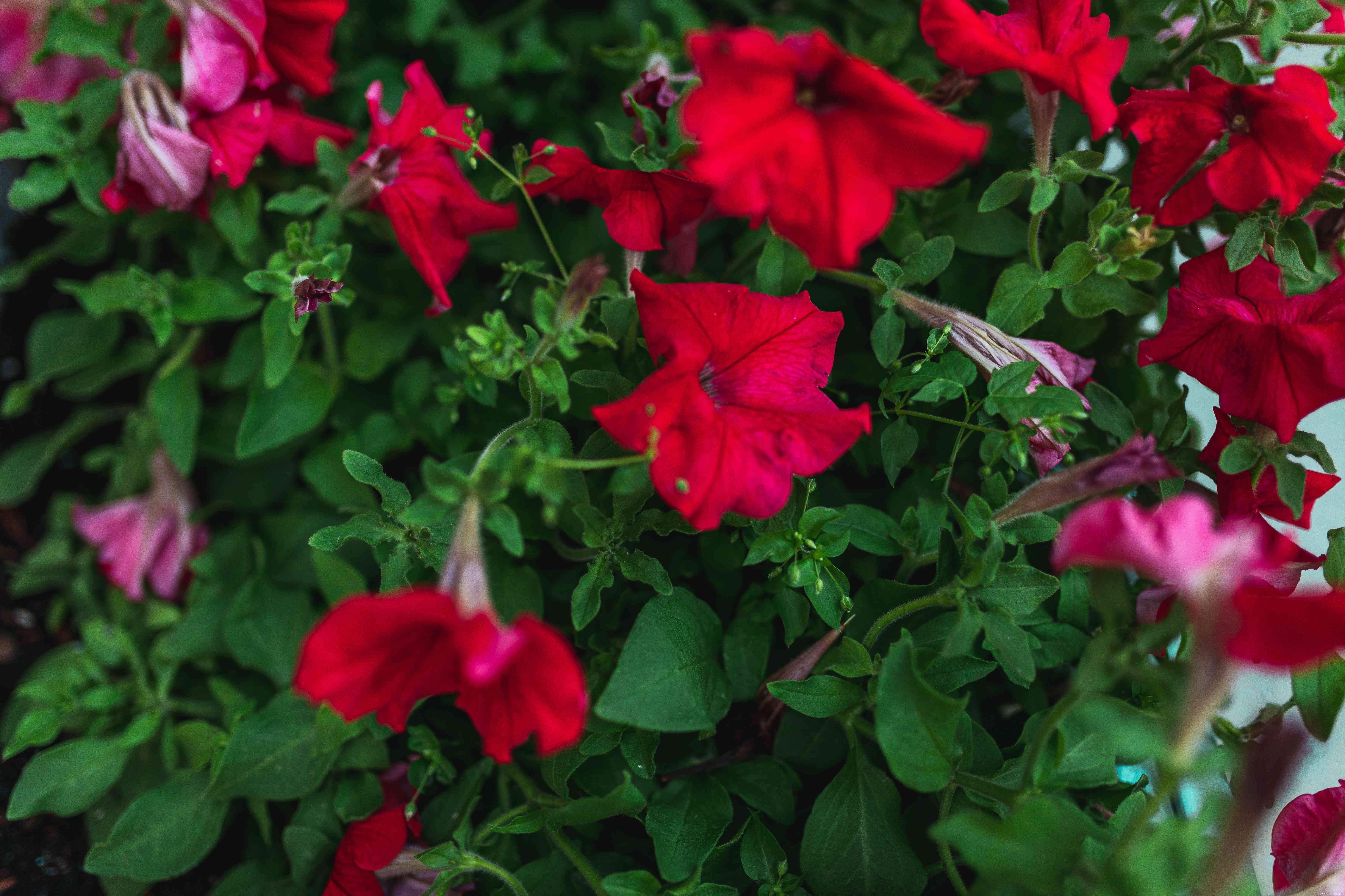 Comment cultiver et entretenir des plantes Four OClock 