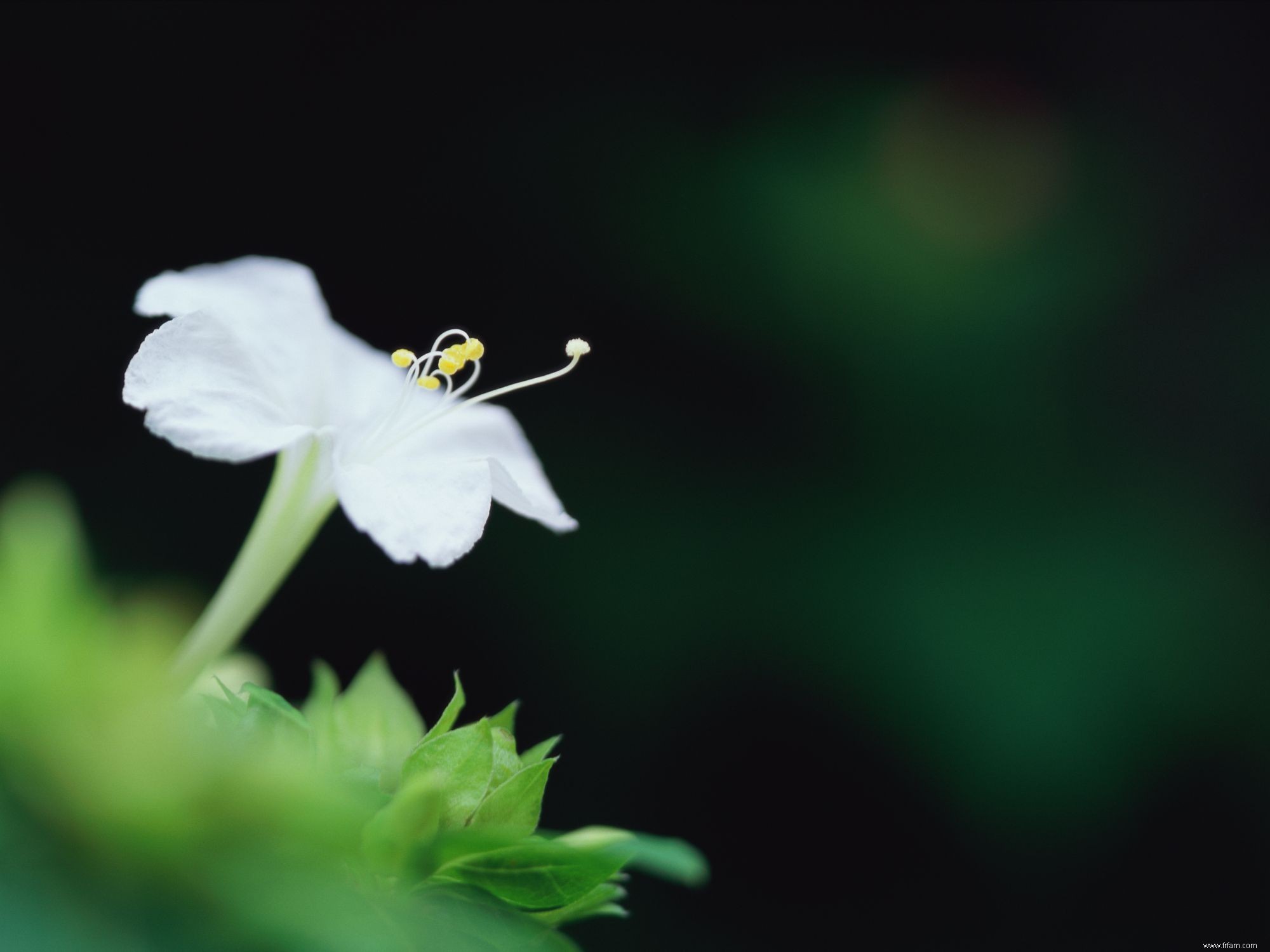 Comment cultiver et entretenir des plantes Four OClock 