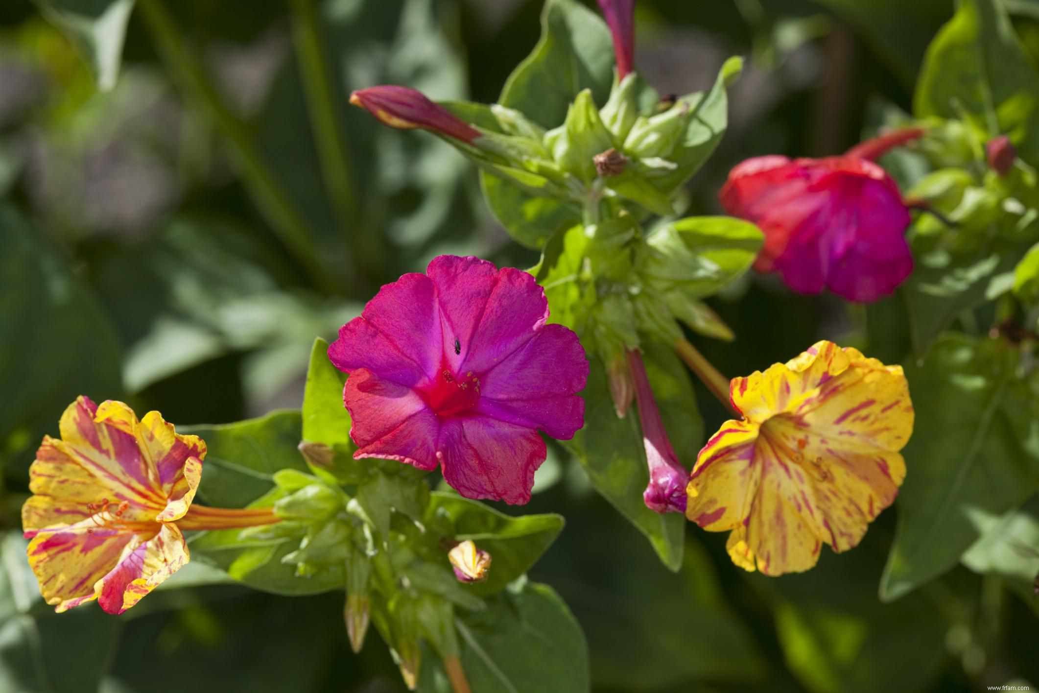 Comment cultiver et entretenir des plantes Four OClock 