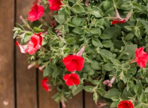 Comment faire pousser et prendre soin des pétunias 