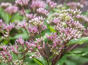 Comment faire pousser et prendre soin de Joe Pye Weed 