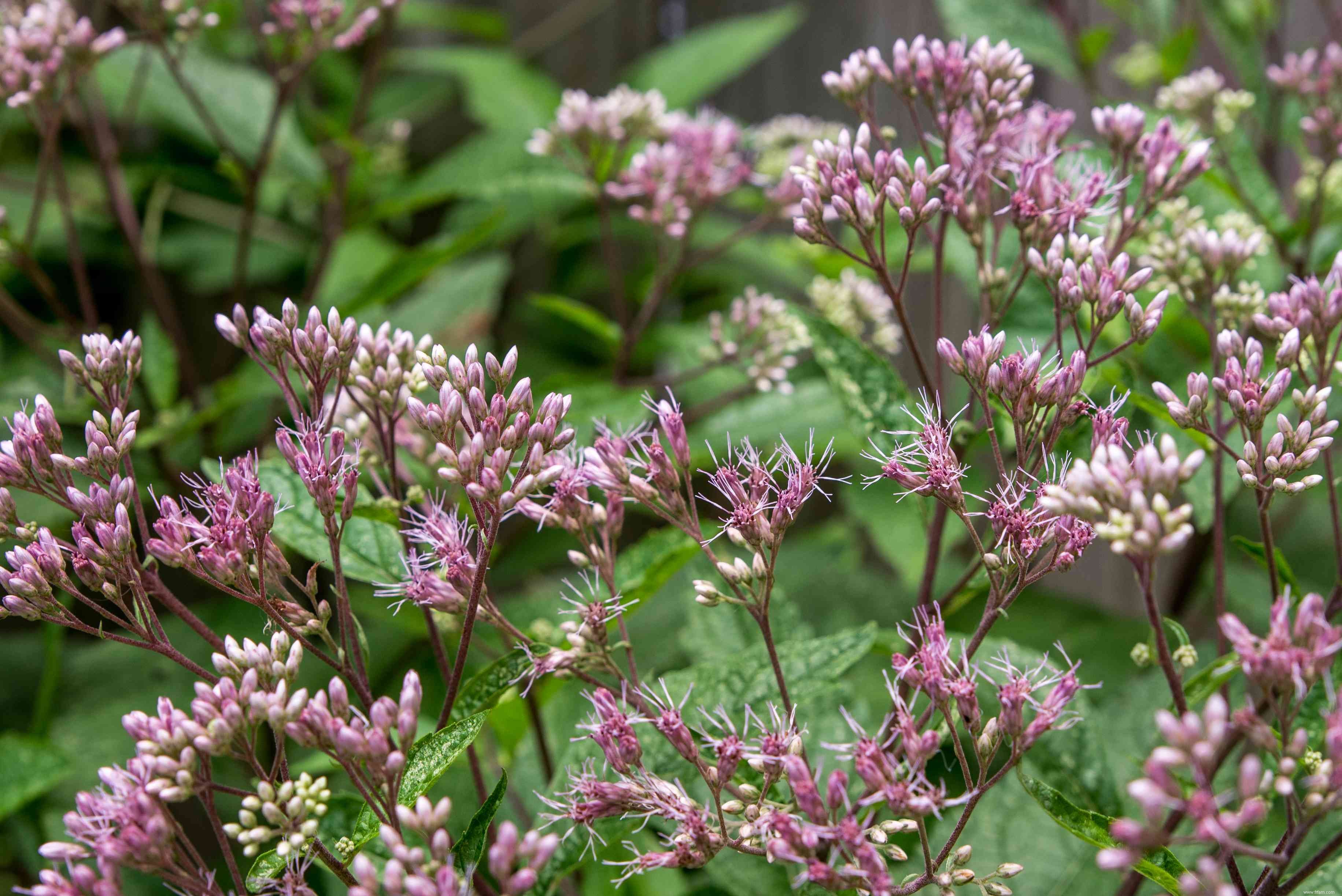 Comment faire pousser et prendre soin de Joe Pye Weed 