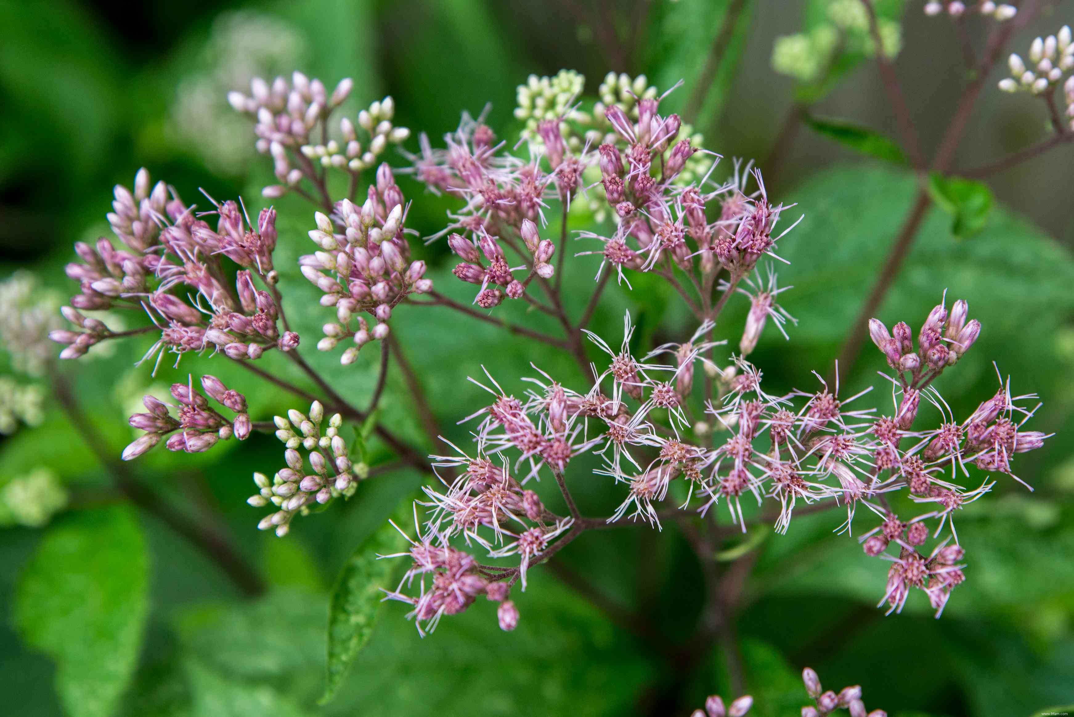 Comment faire pousser et prendre soin de Joe Pye Weed 