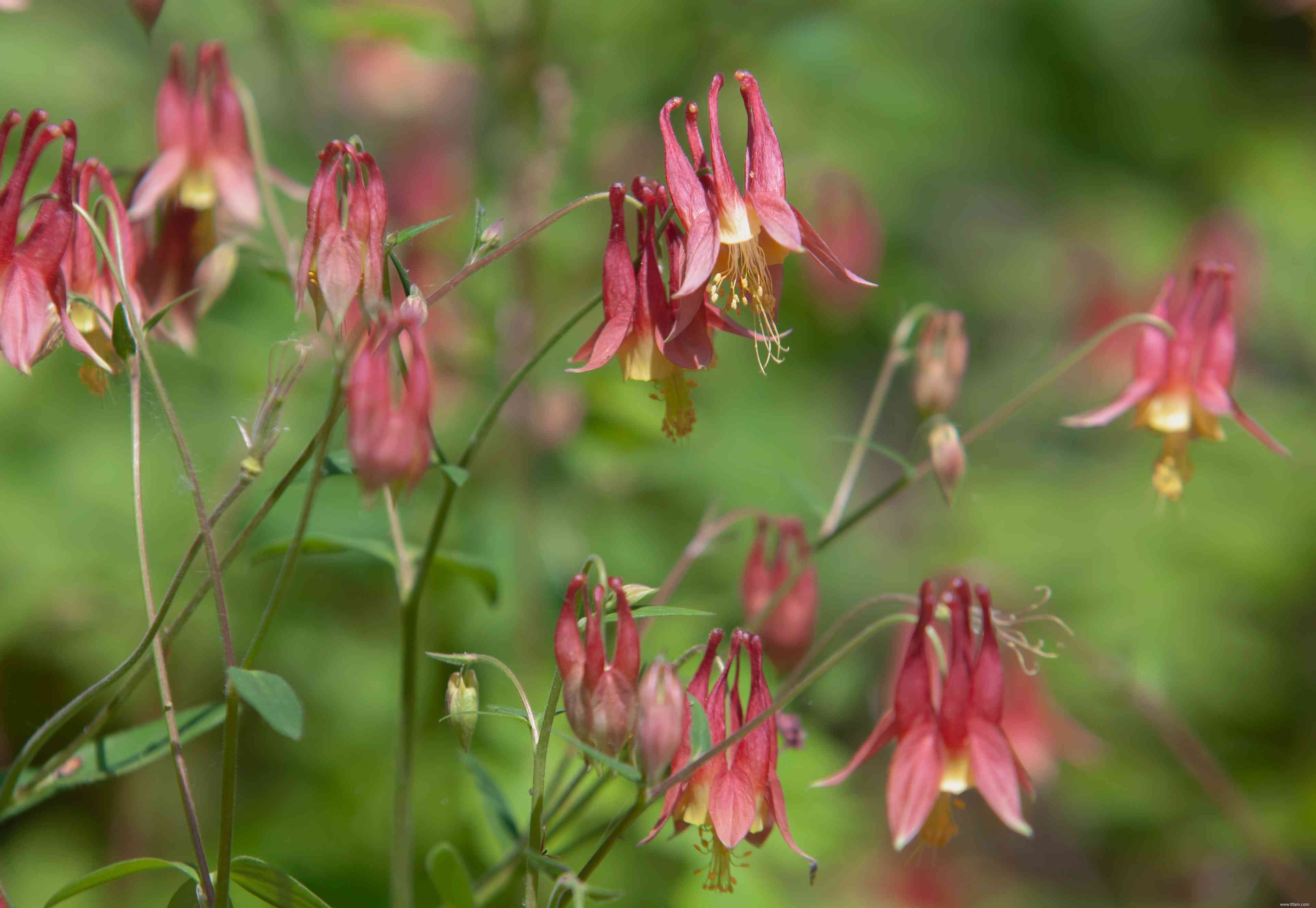 10 plantes que les limaces ne mangent pas 