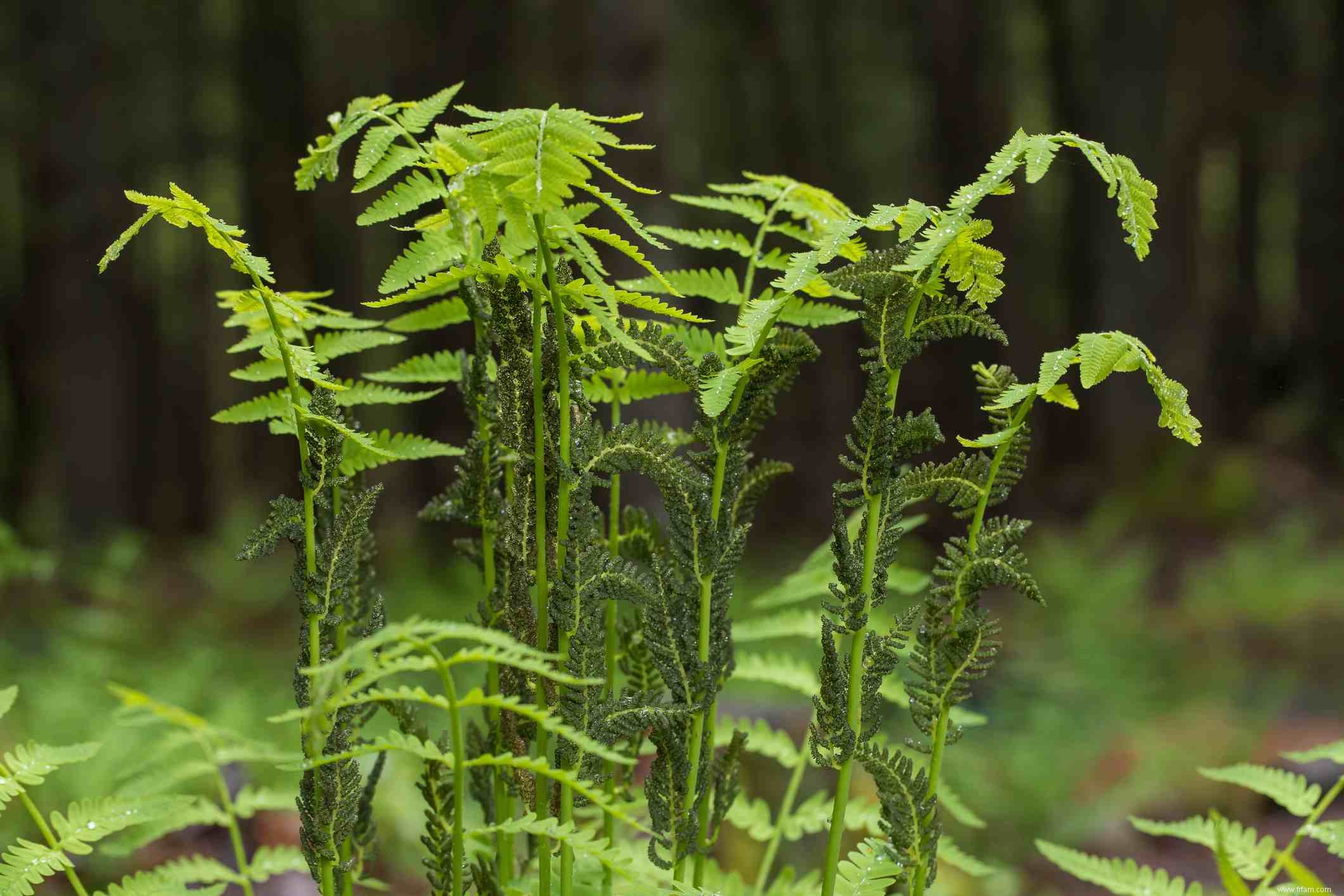 10 plantes que les limaces ne mangent pas 