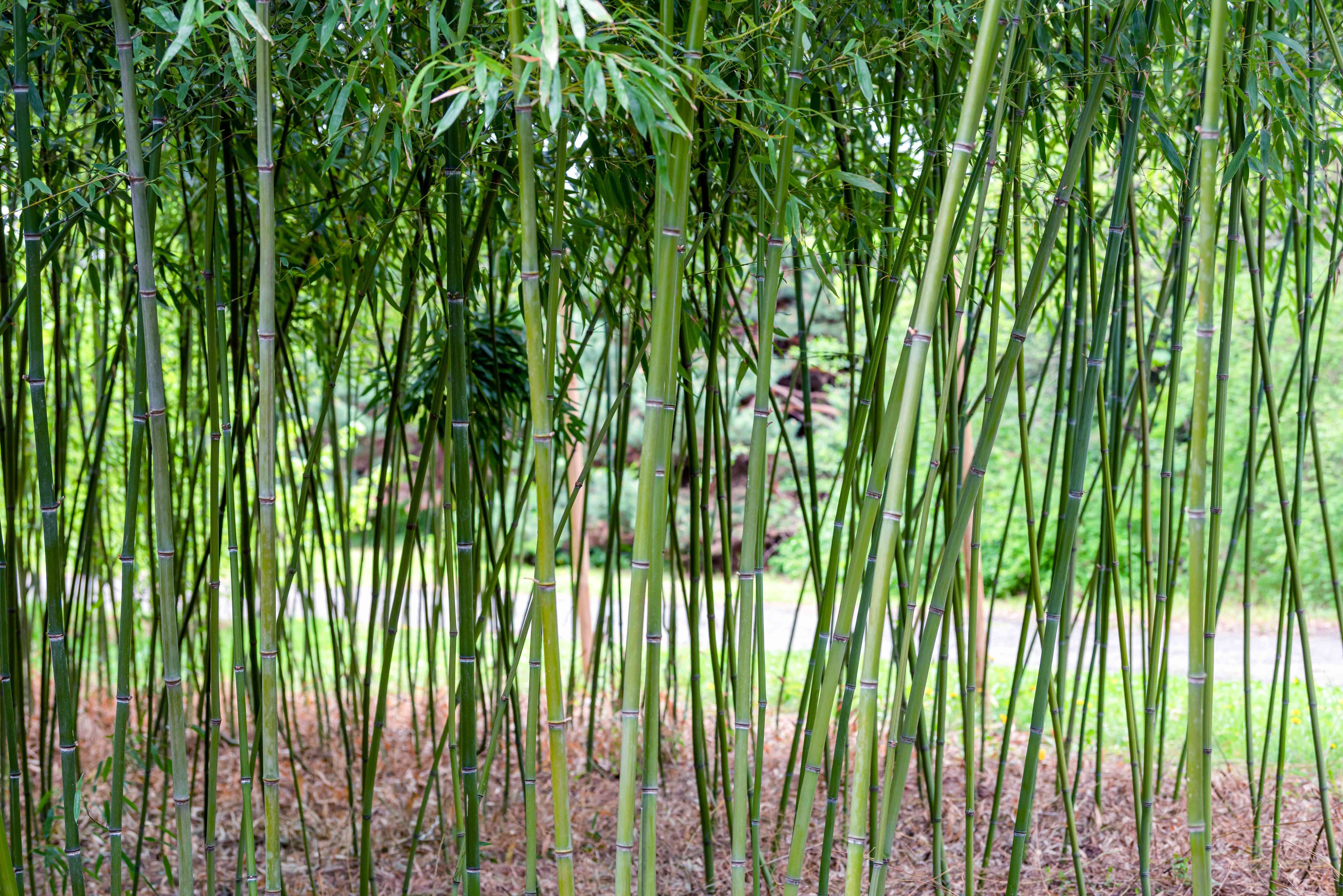 9 plantes japonaises traditionnelles 