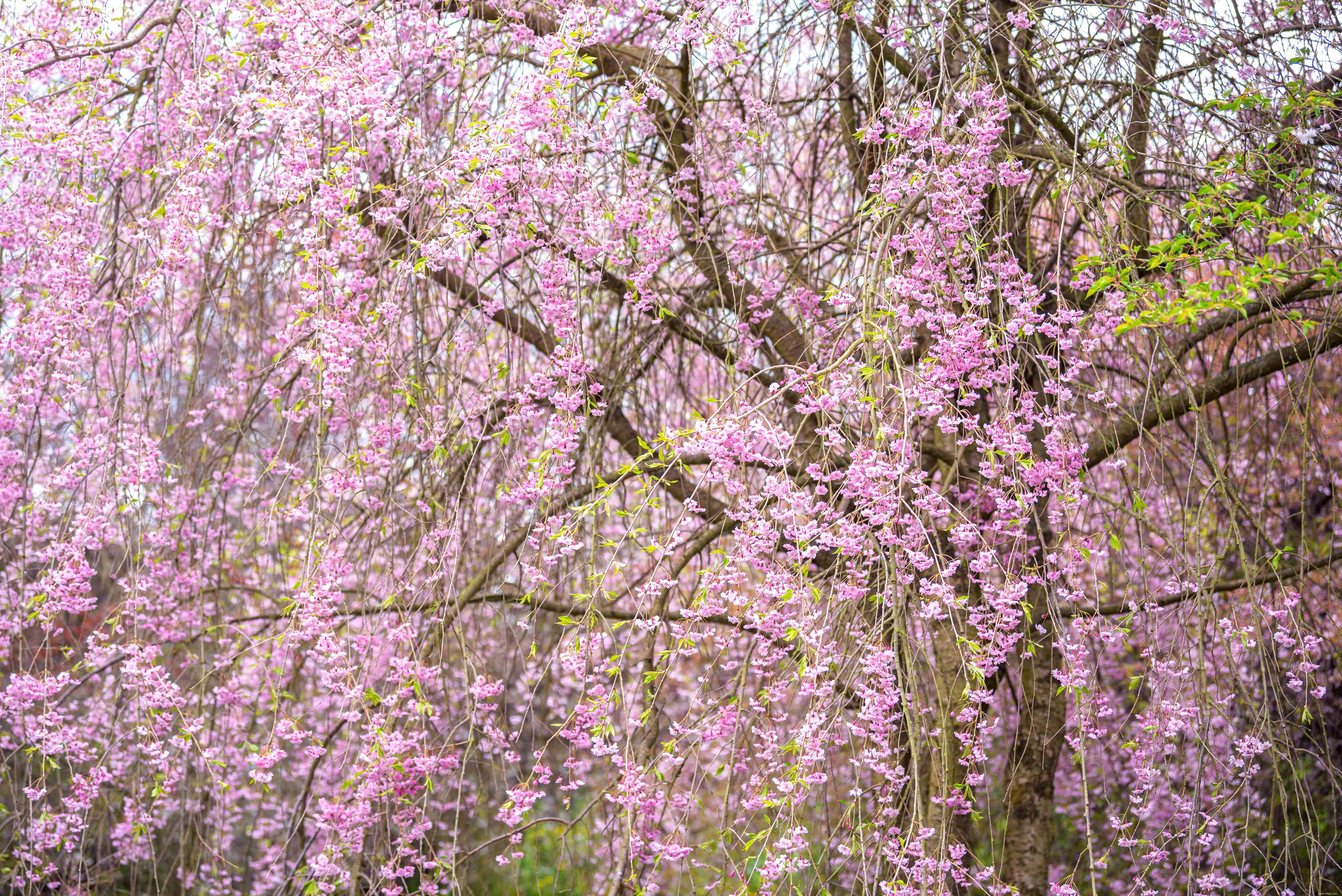 9 plantes japonaises traditionnelles 