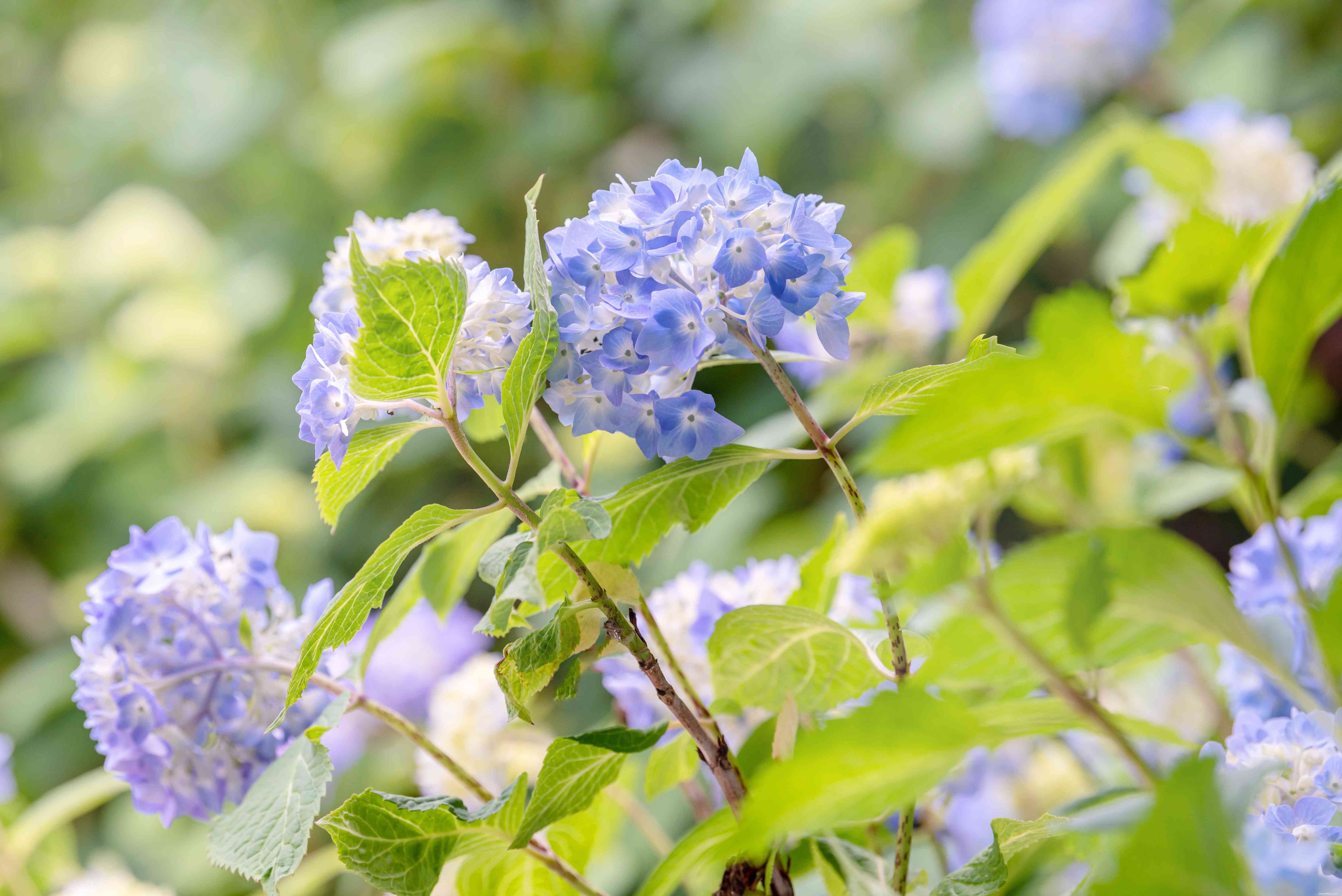 9 plantes japonaises traditionnelles 