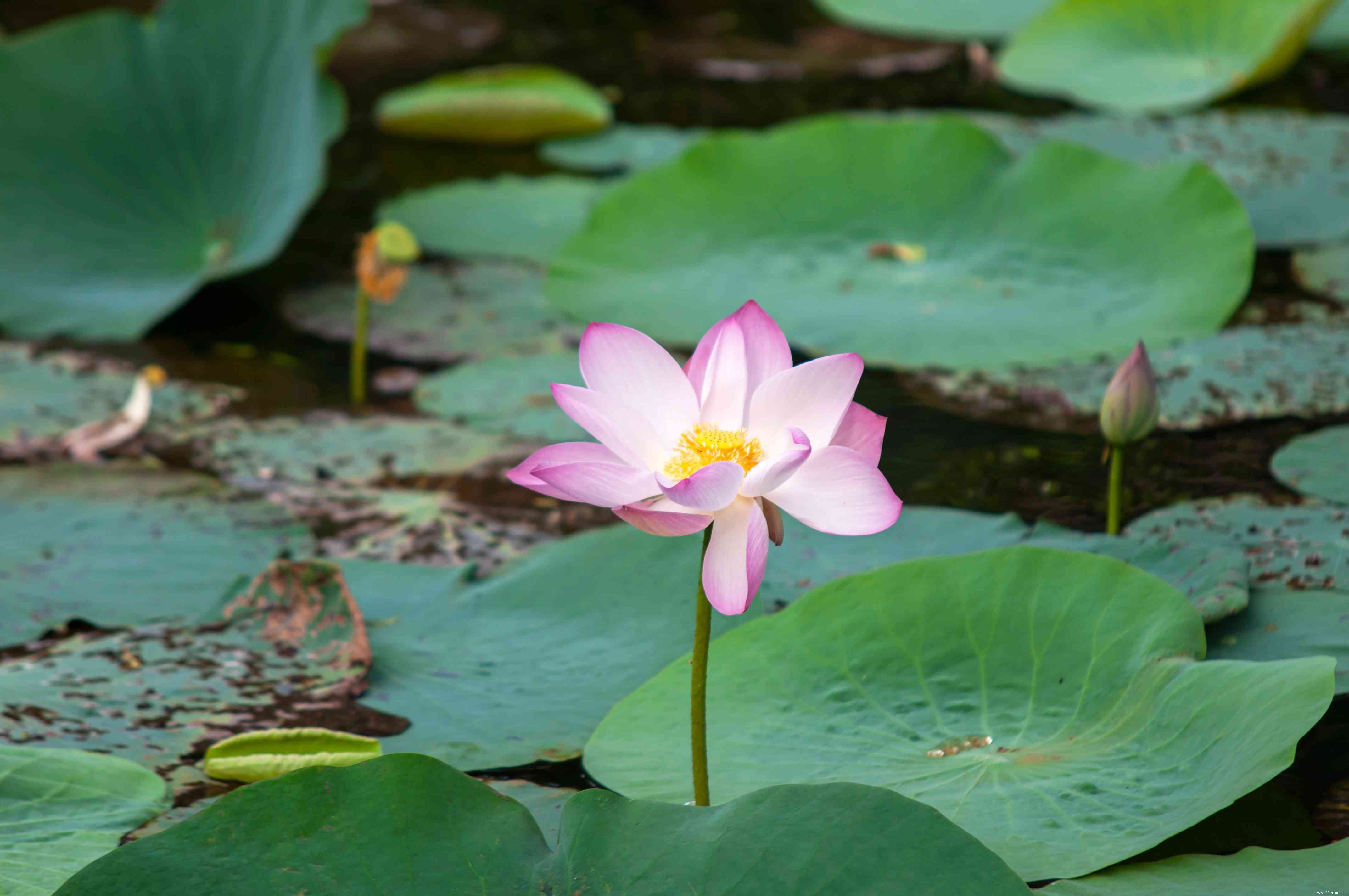 9 plantes japonaises traditionnelles 