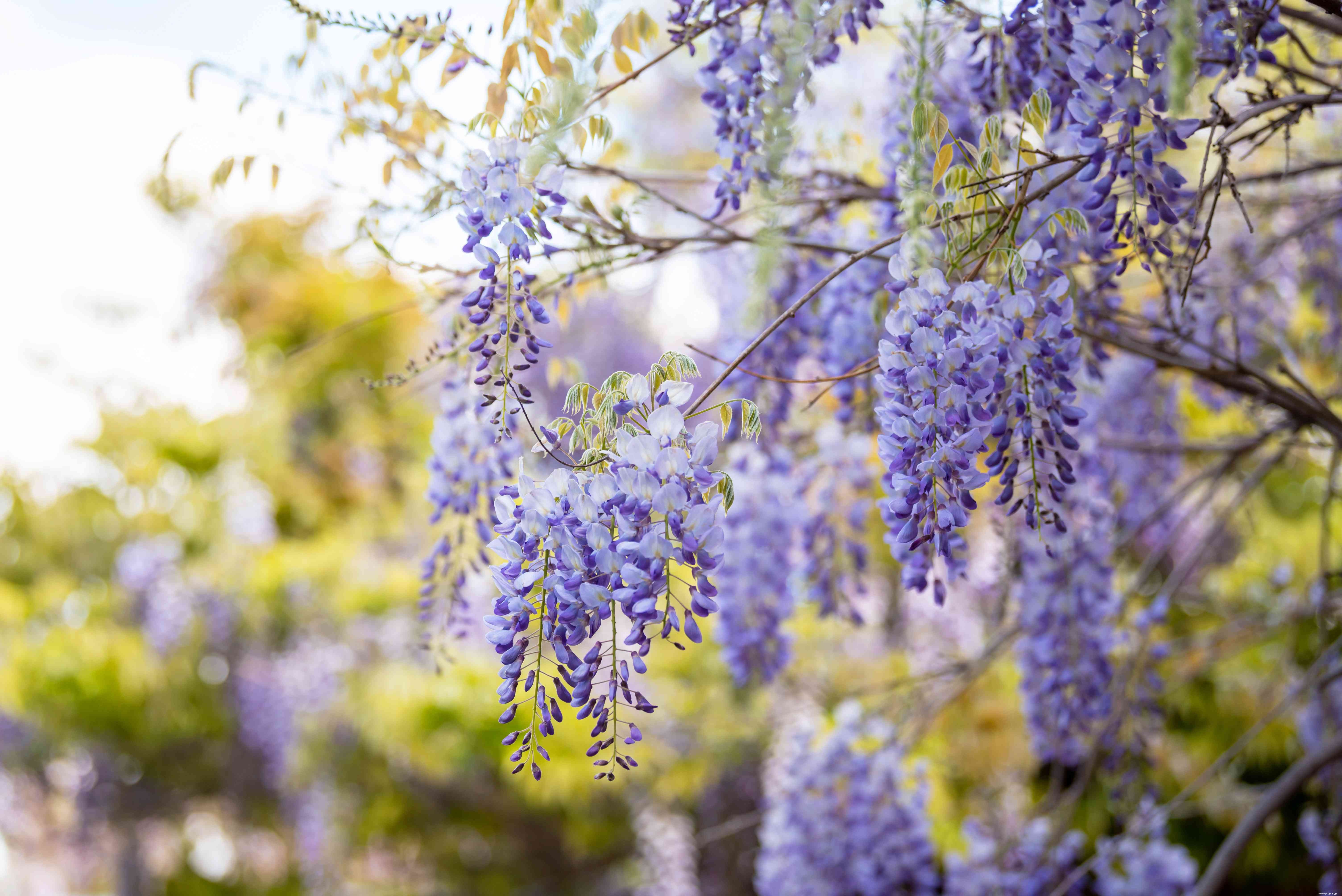 9 plantes japonaises traditionnelles 