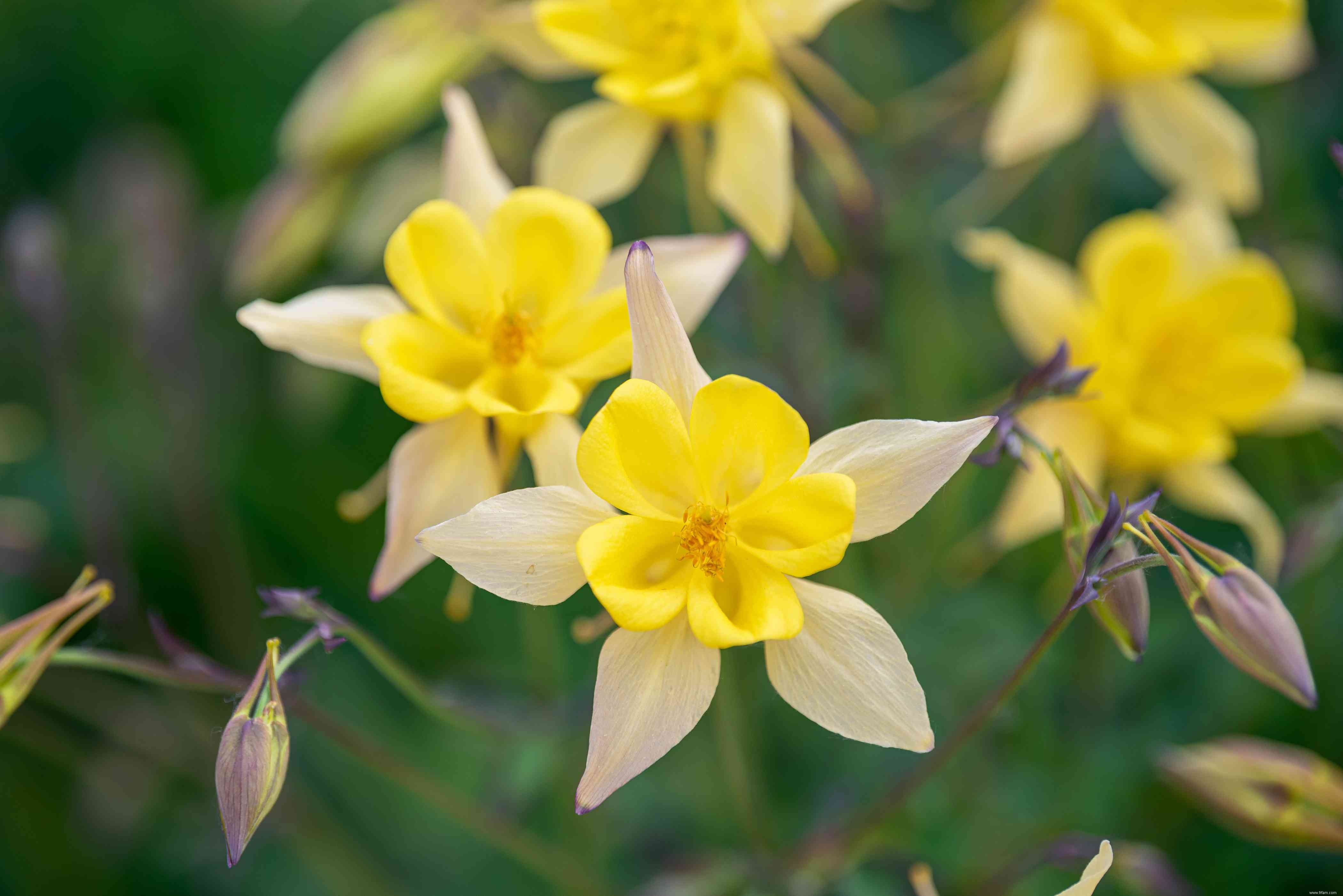 28 plantes vivaces faciles à cultiver pour les jardiniers débutants 