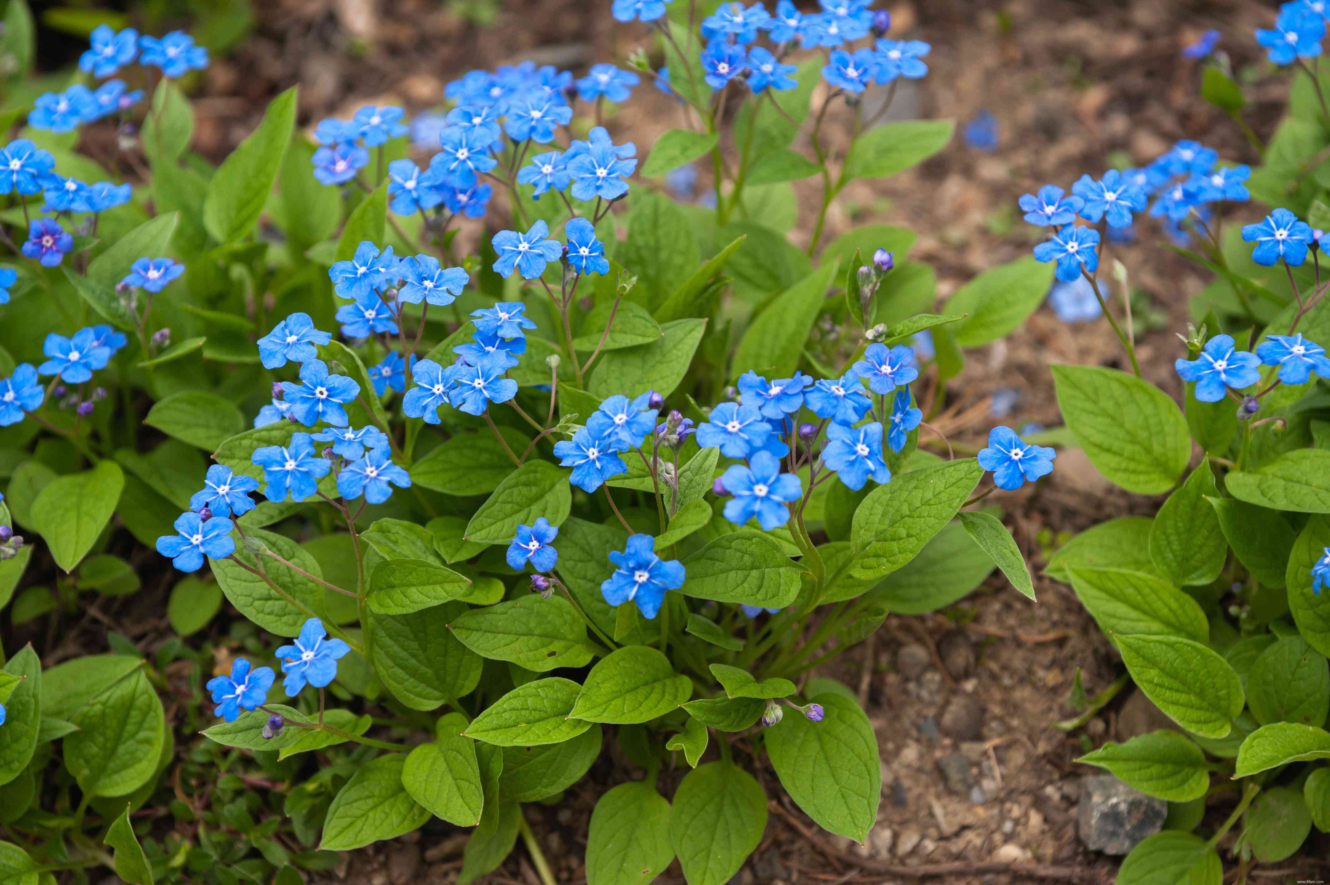 28 plantes vivaces faciles à cultiver pour les jardiniers débutants 