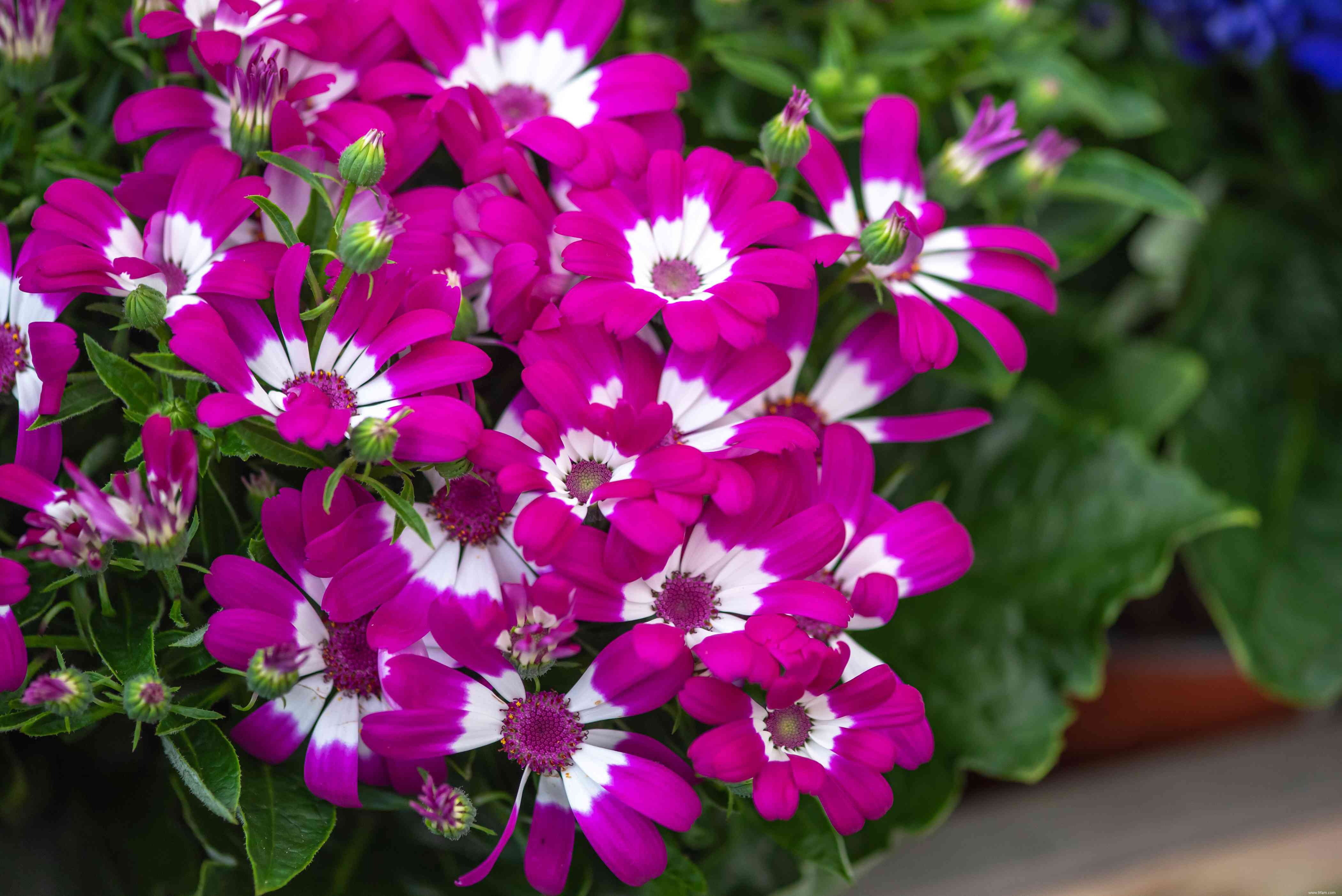 28 plantes vivaces faciles à cultiver pour les jardiniers débutants 