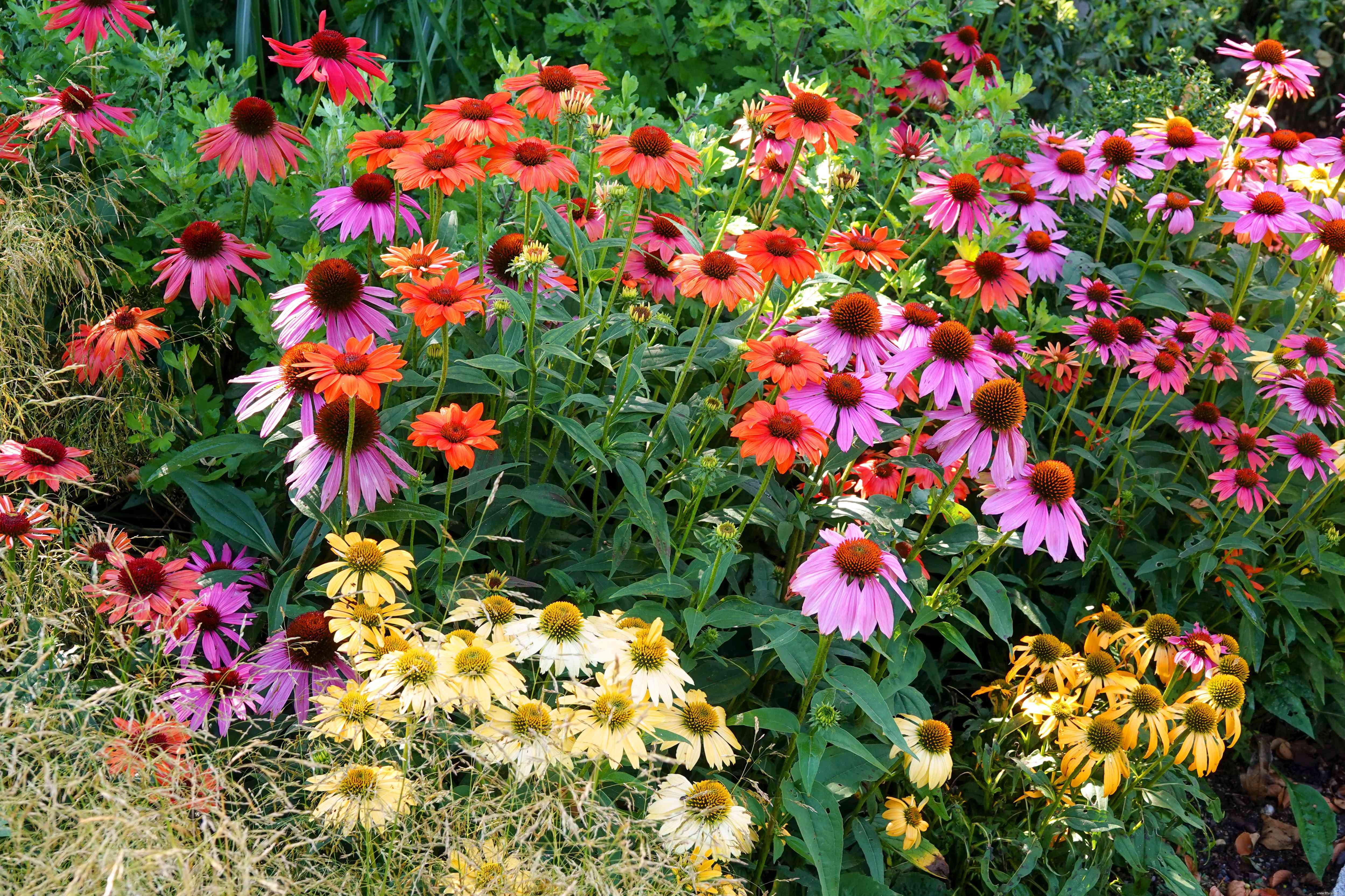 28 plantes vivaces faciles à cultiver pour les jardiniers débutants 