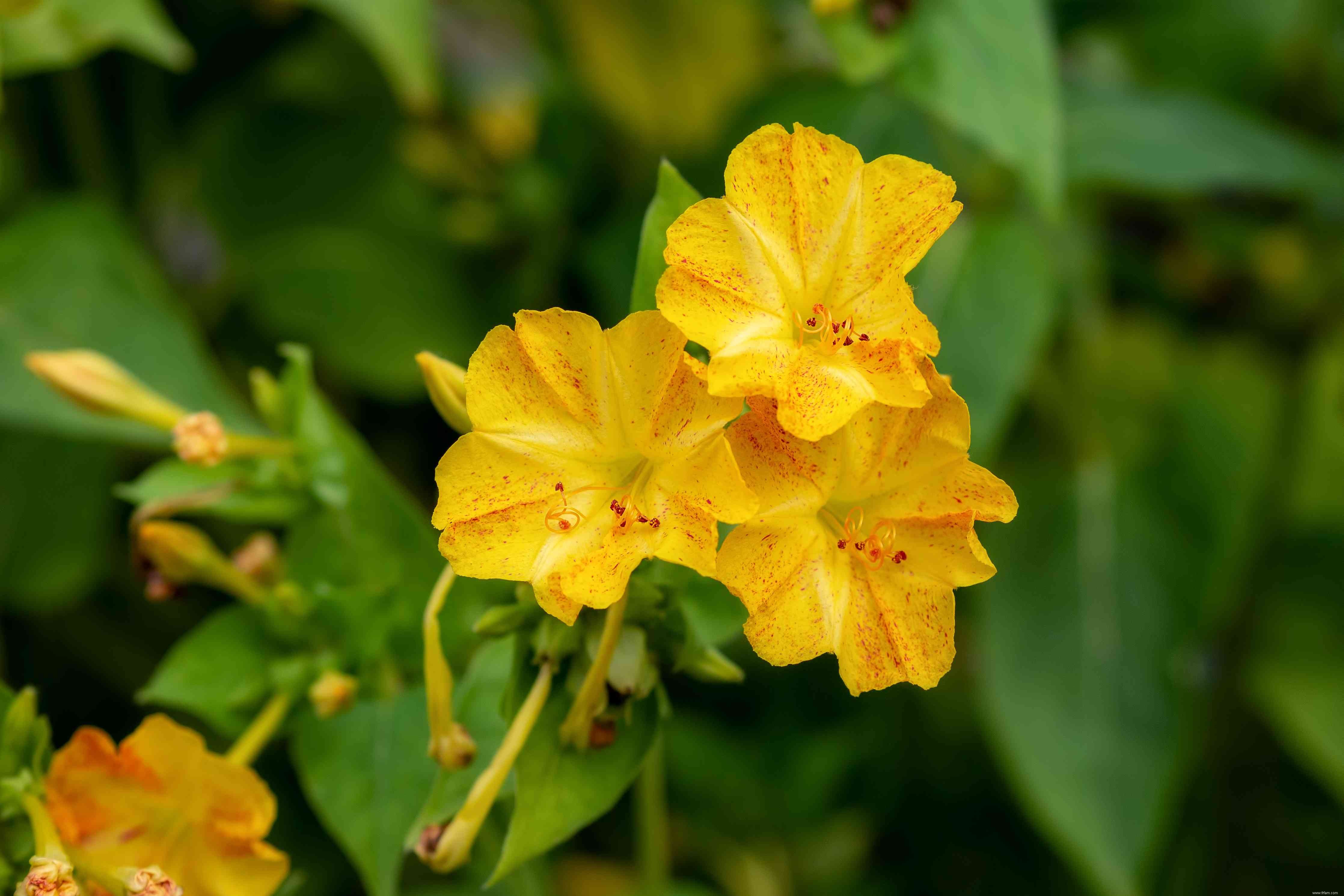 28 plantes vivaces faciles à cultiver pour les jardiniers débutants 