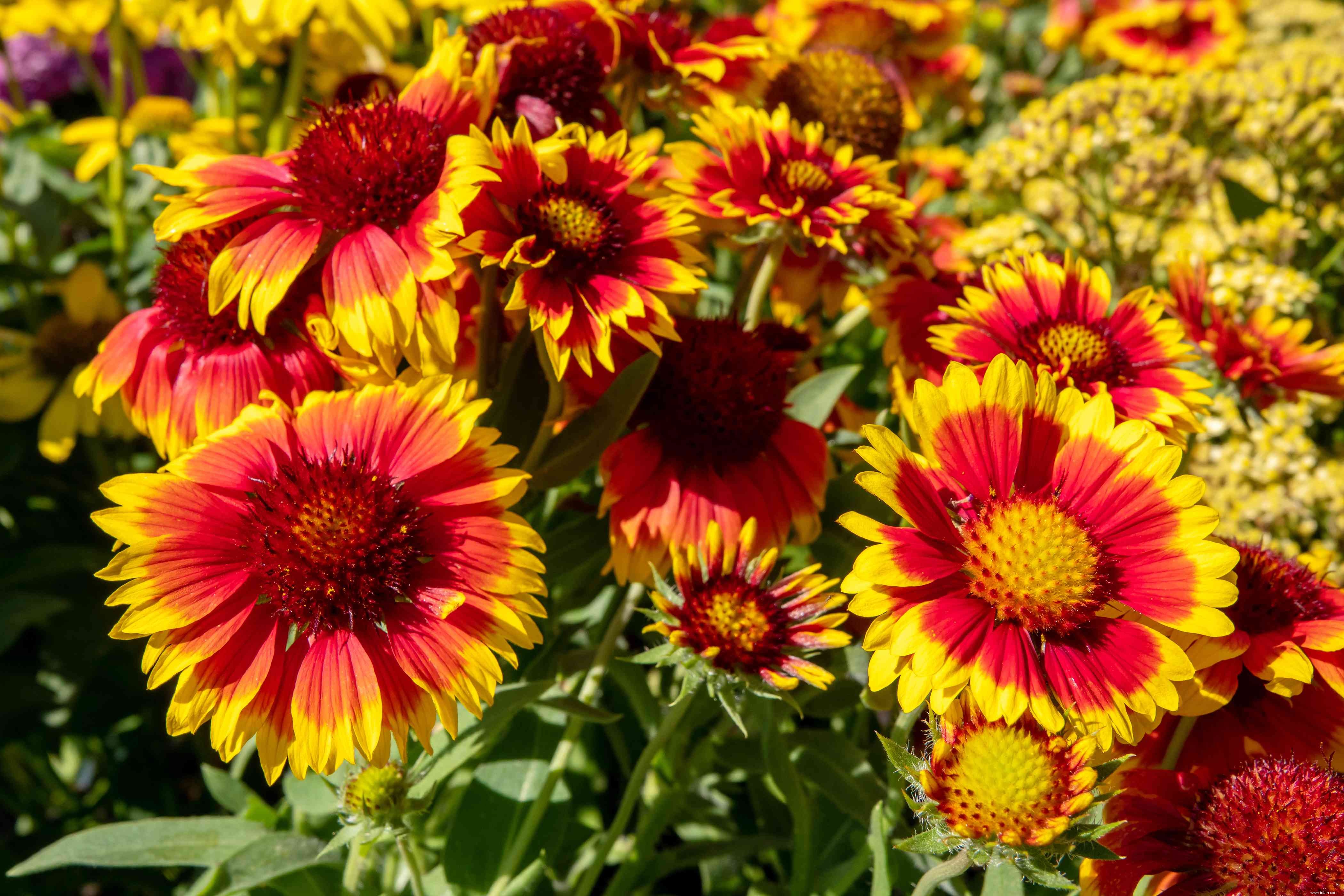 28 plantes vivaces faciles à cultiver pour les jardiniers débutants 