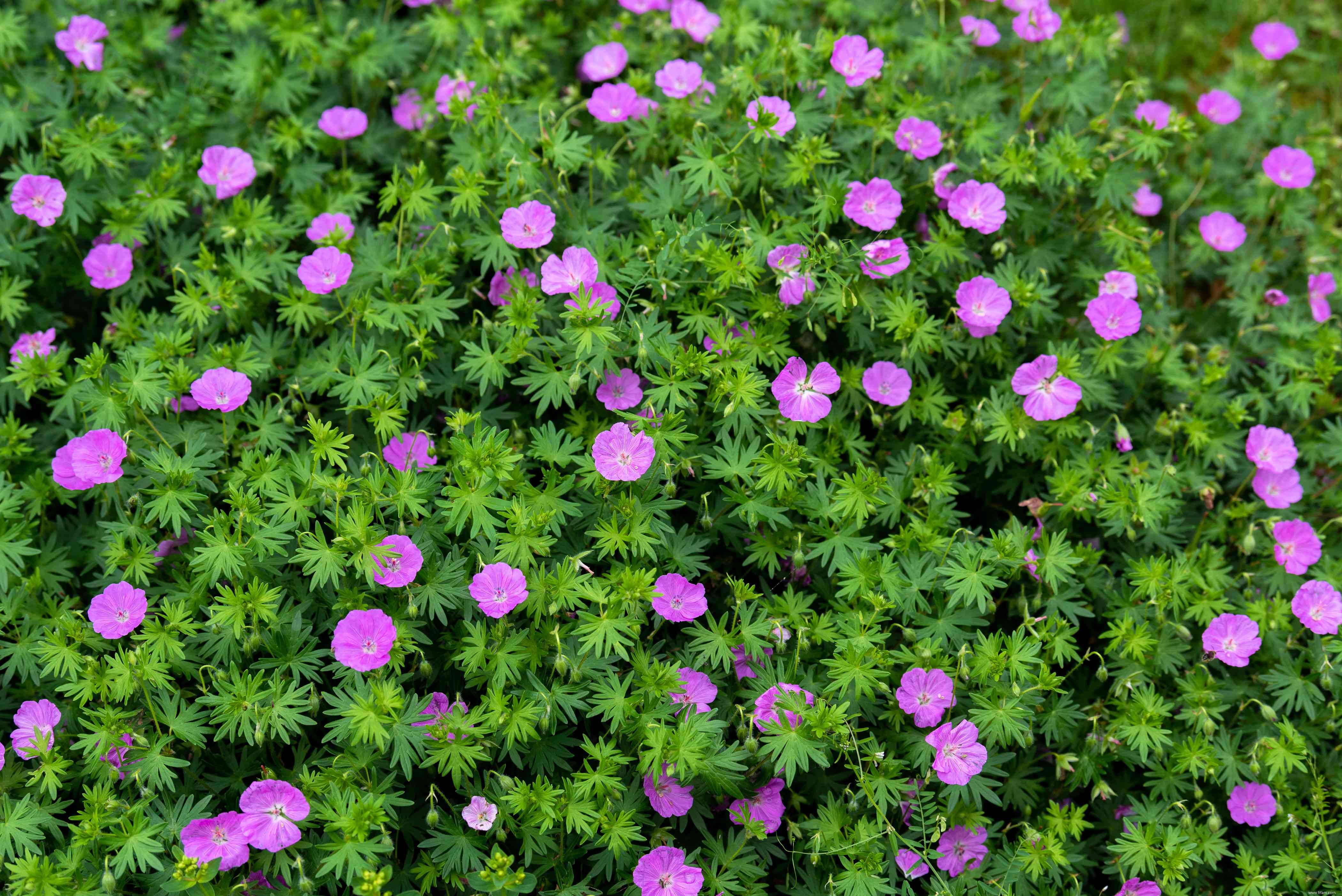 28 plantes vivaces faciles à cultiver pour les jardiniers débutants 