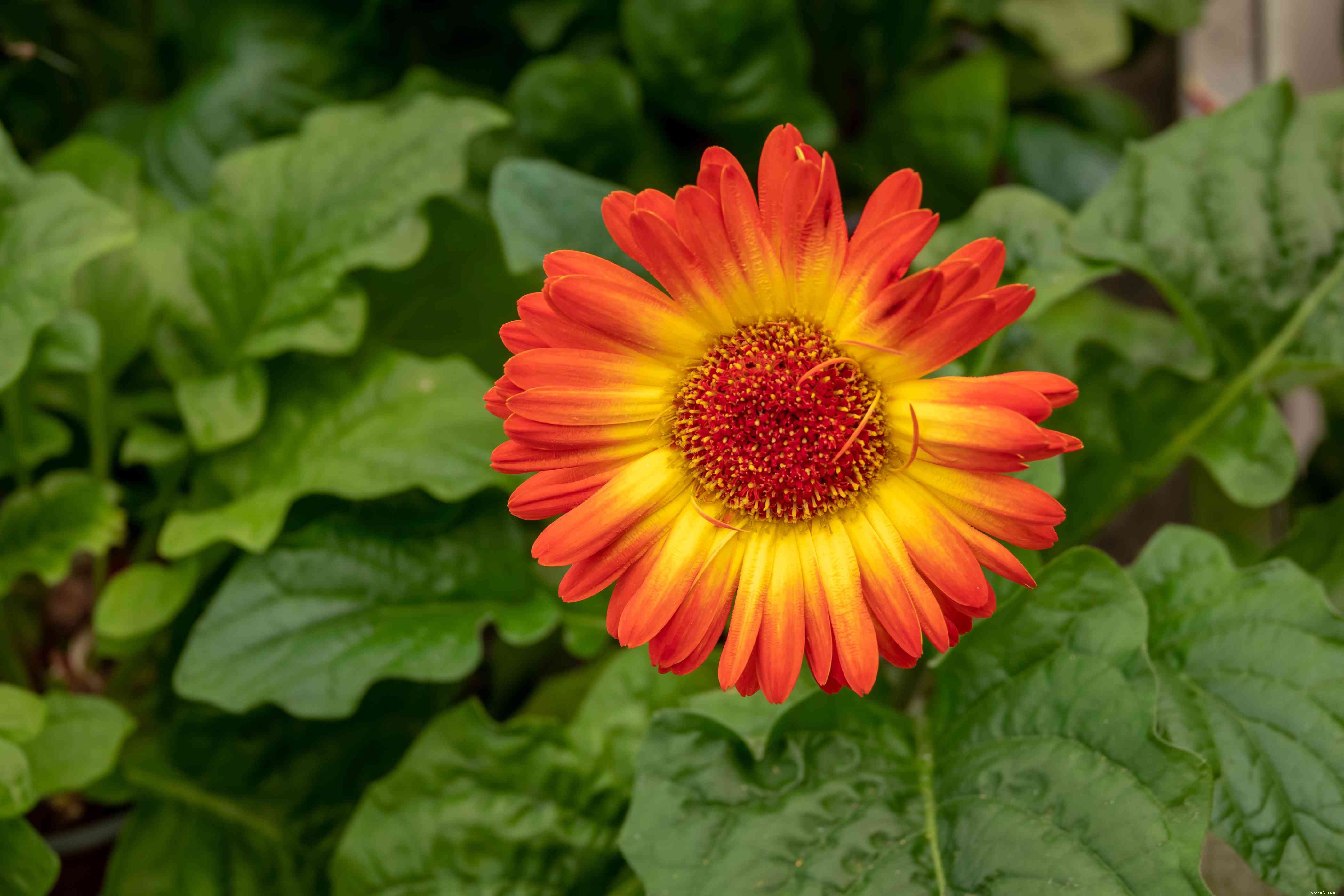 28 plantes vivaces faciles à cultiver pour les jardiniers débutants 