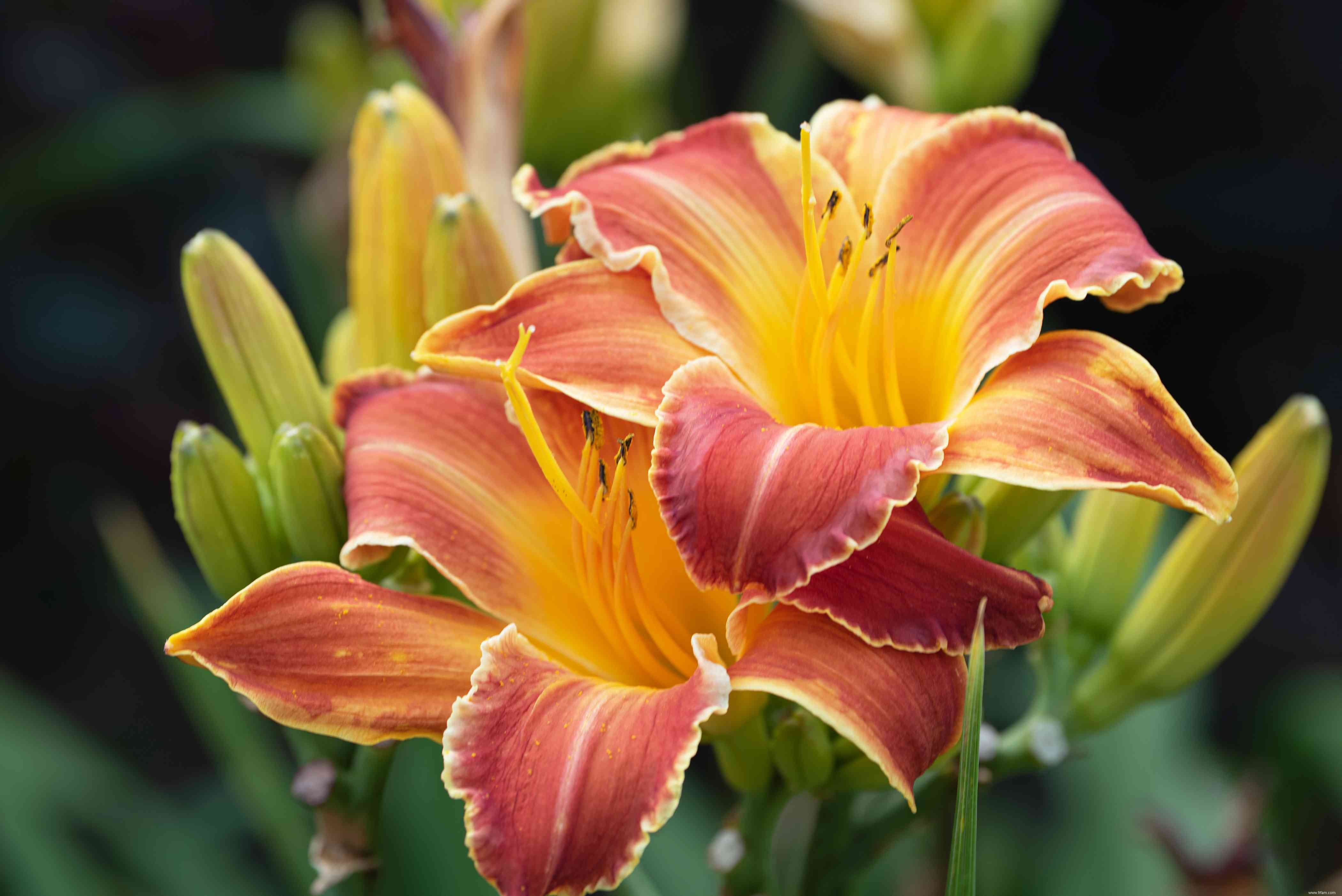 28 plantes vivaces faciles à cultiver pour les jardiniers débutants 