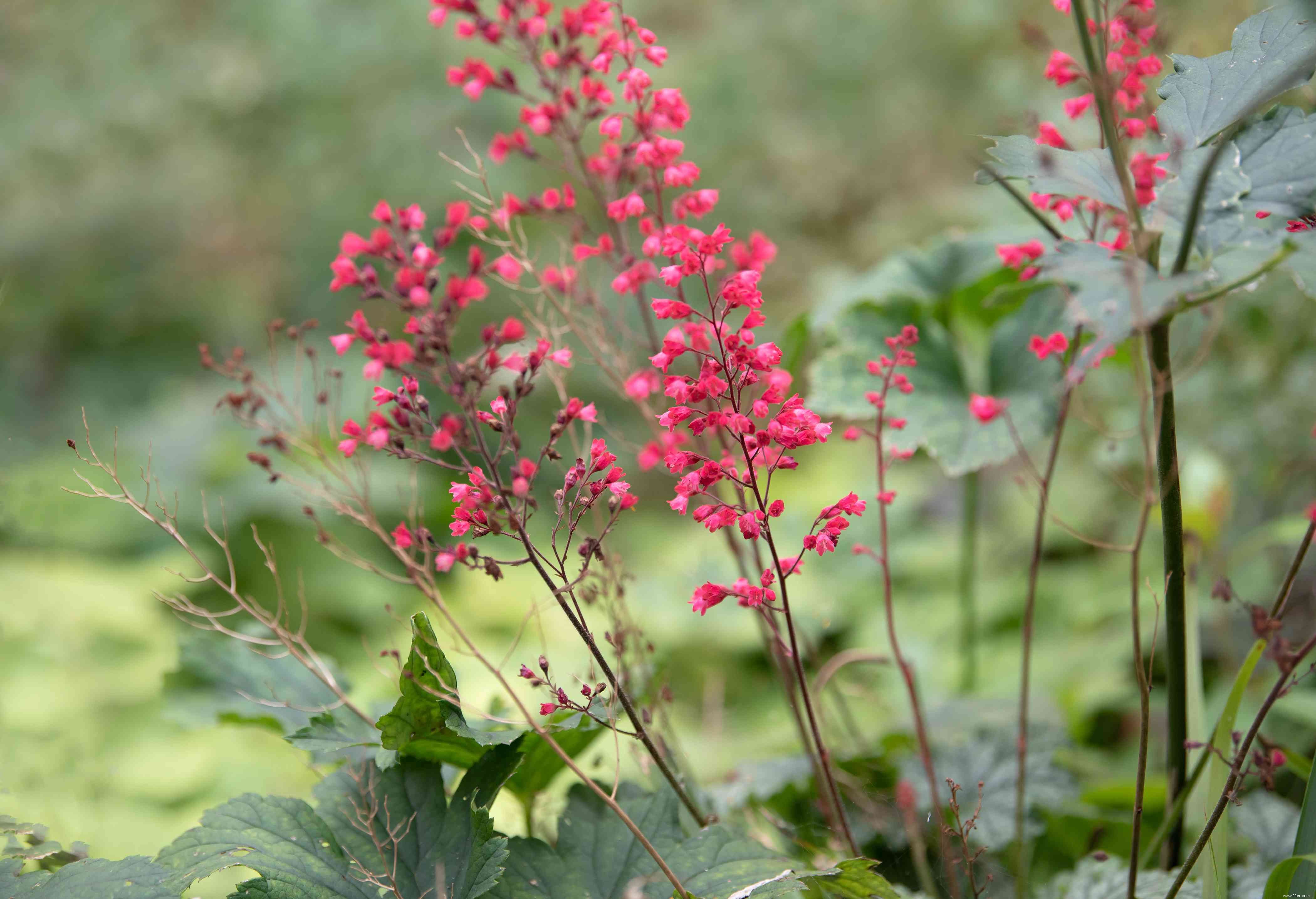 28 plantes vivaces faciles à cultiver pour les jardiniers débutants 