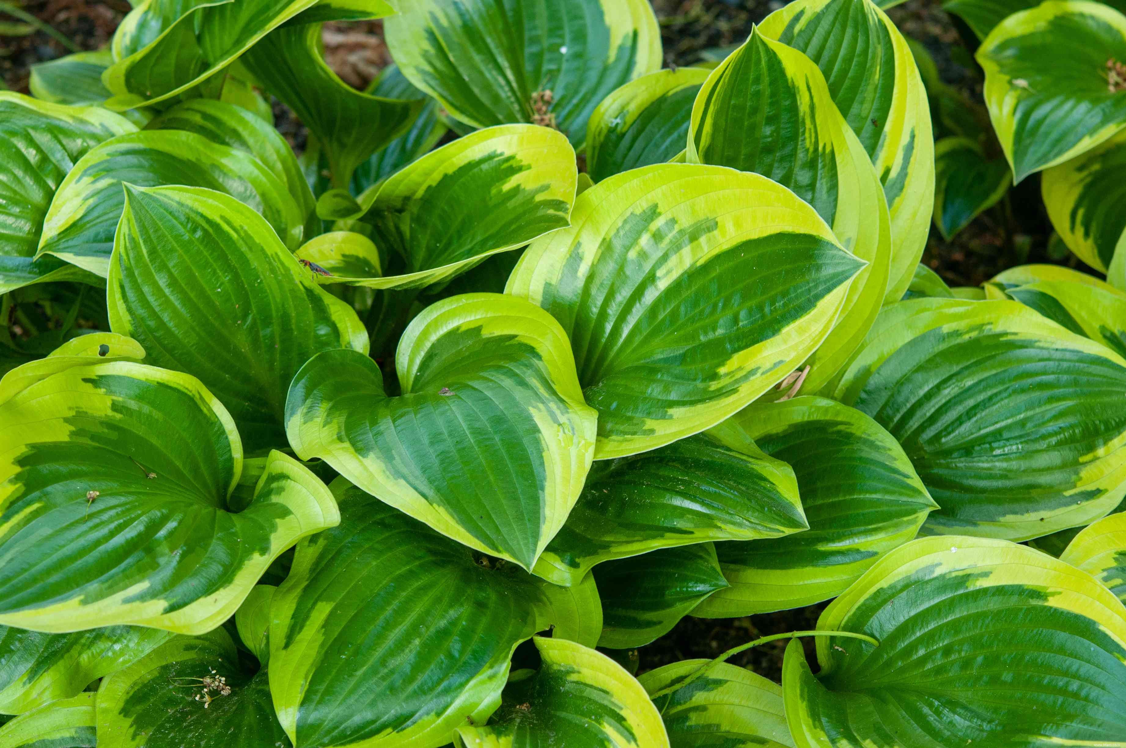 28 plantes vivaces faciles à cultiver pour les jardiniers débutants 