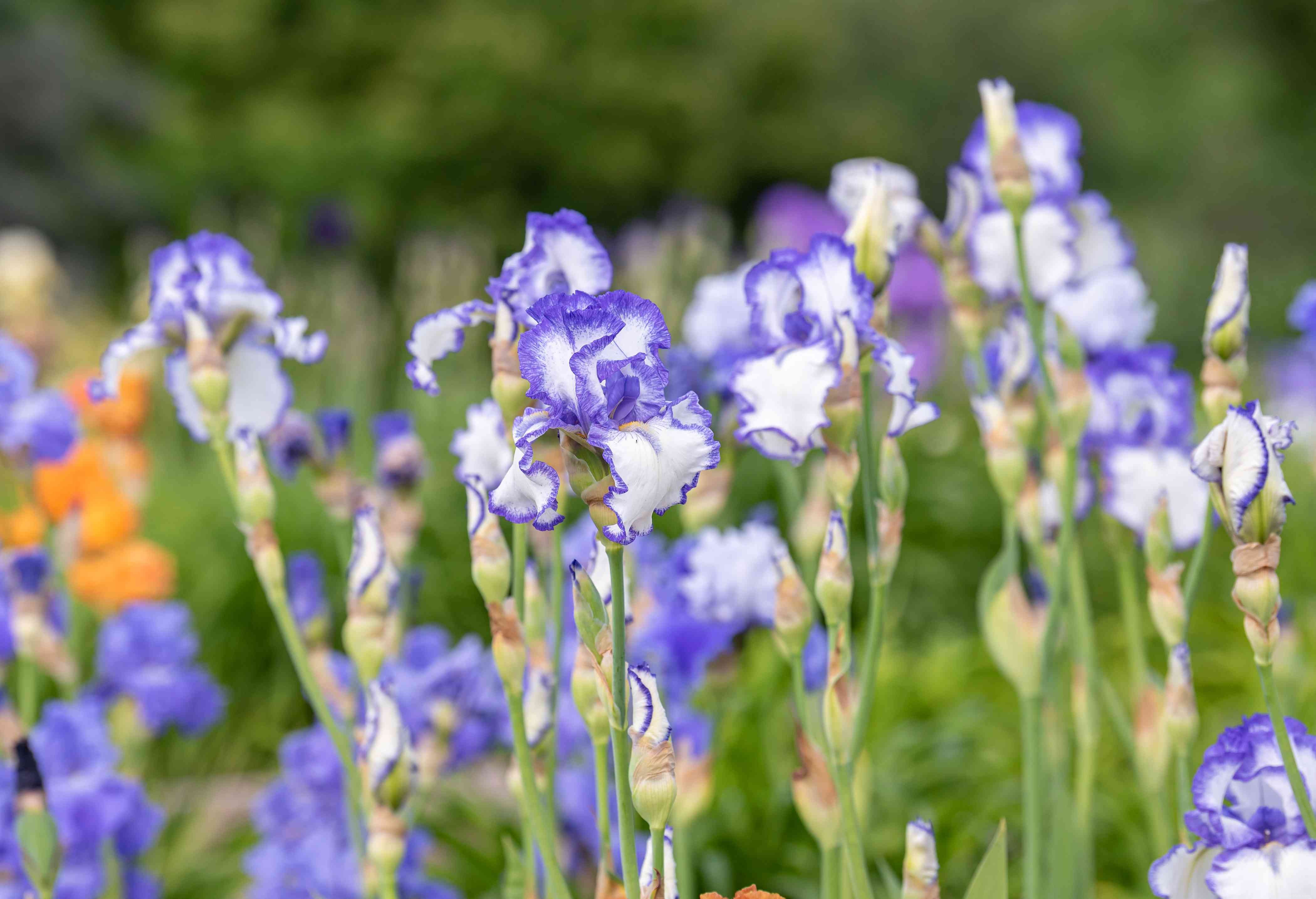 28 plantes vivaces faciles à cultiver pour les jardiniers débutants 