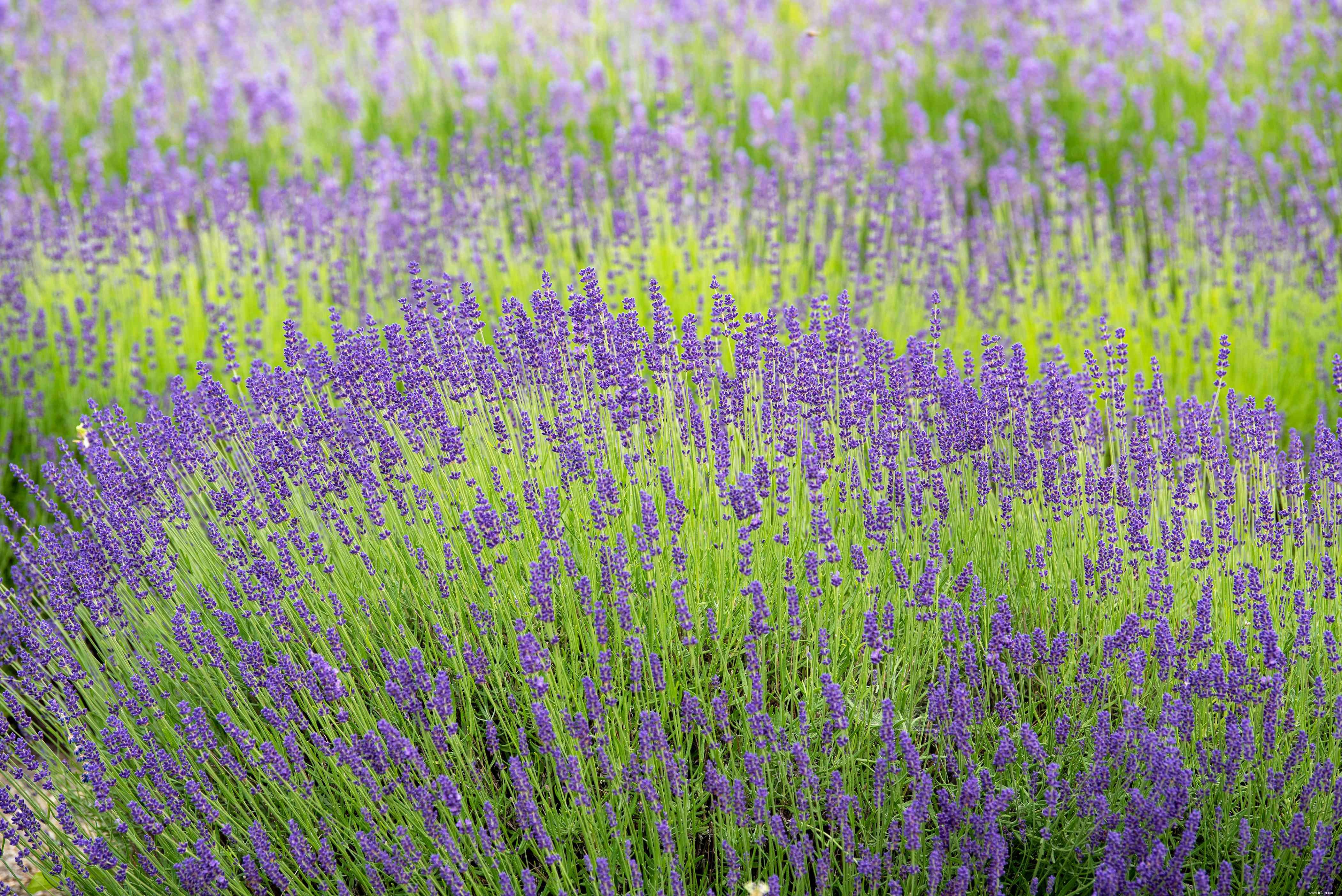 28 plantes vivaces faciles à cultiver pour les jardiniers débutants 