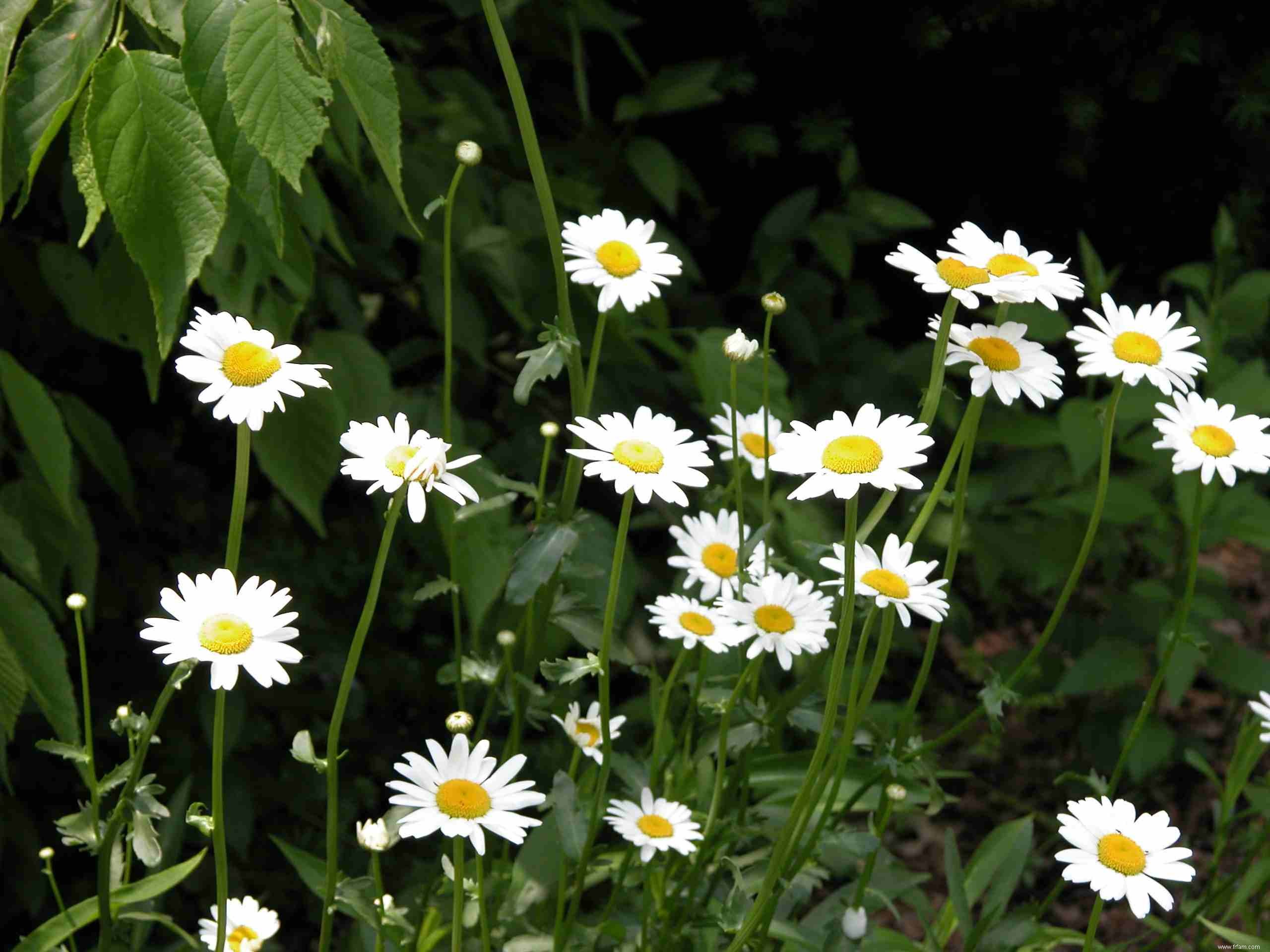 28 plantes vivaces faciles à cultiver pour les jardiniers débutants 