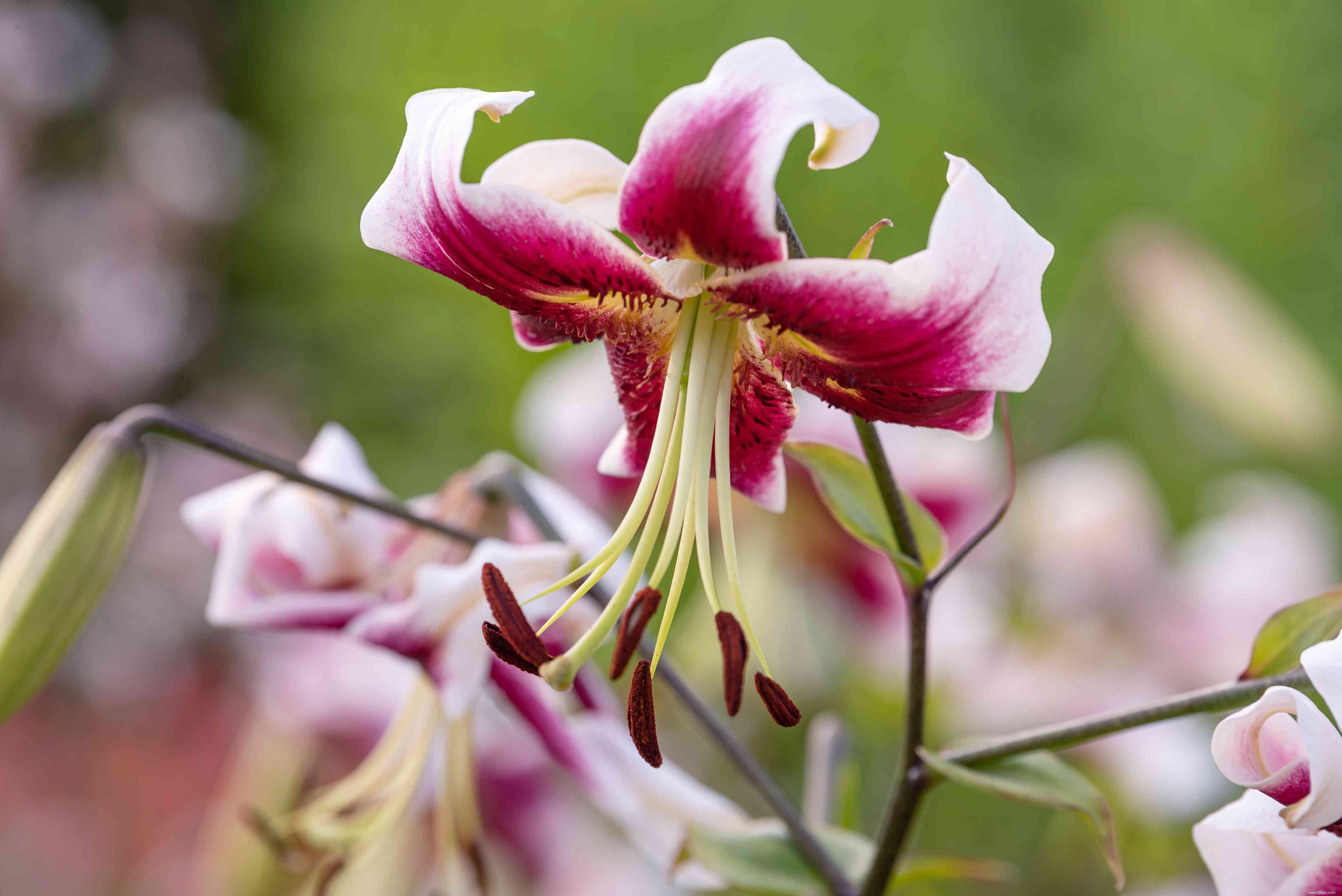 28 plantes vivaces faciles à cultiver pour les jardiniers débutants 