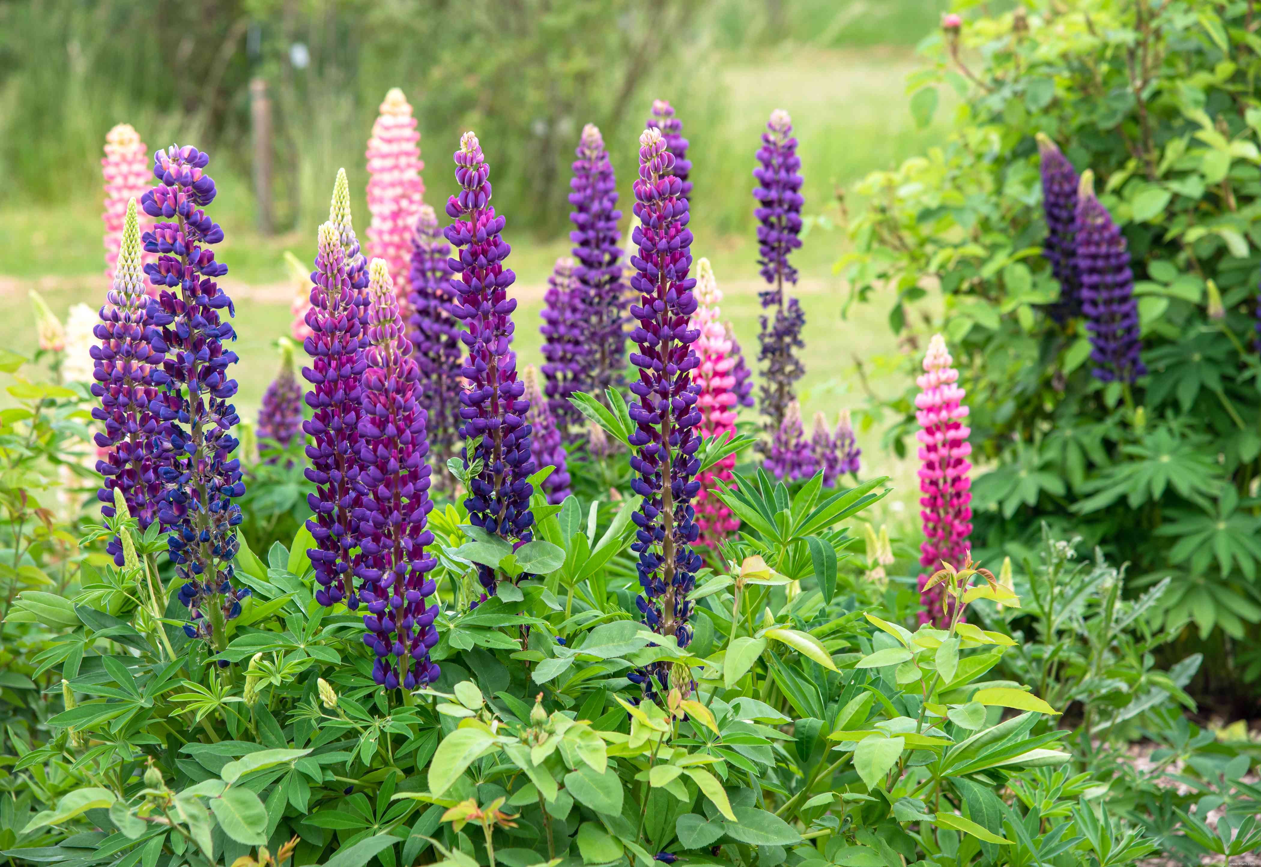 28 plantes vivaces faciles à cultiver pour les jardiniers débutants 