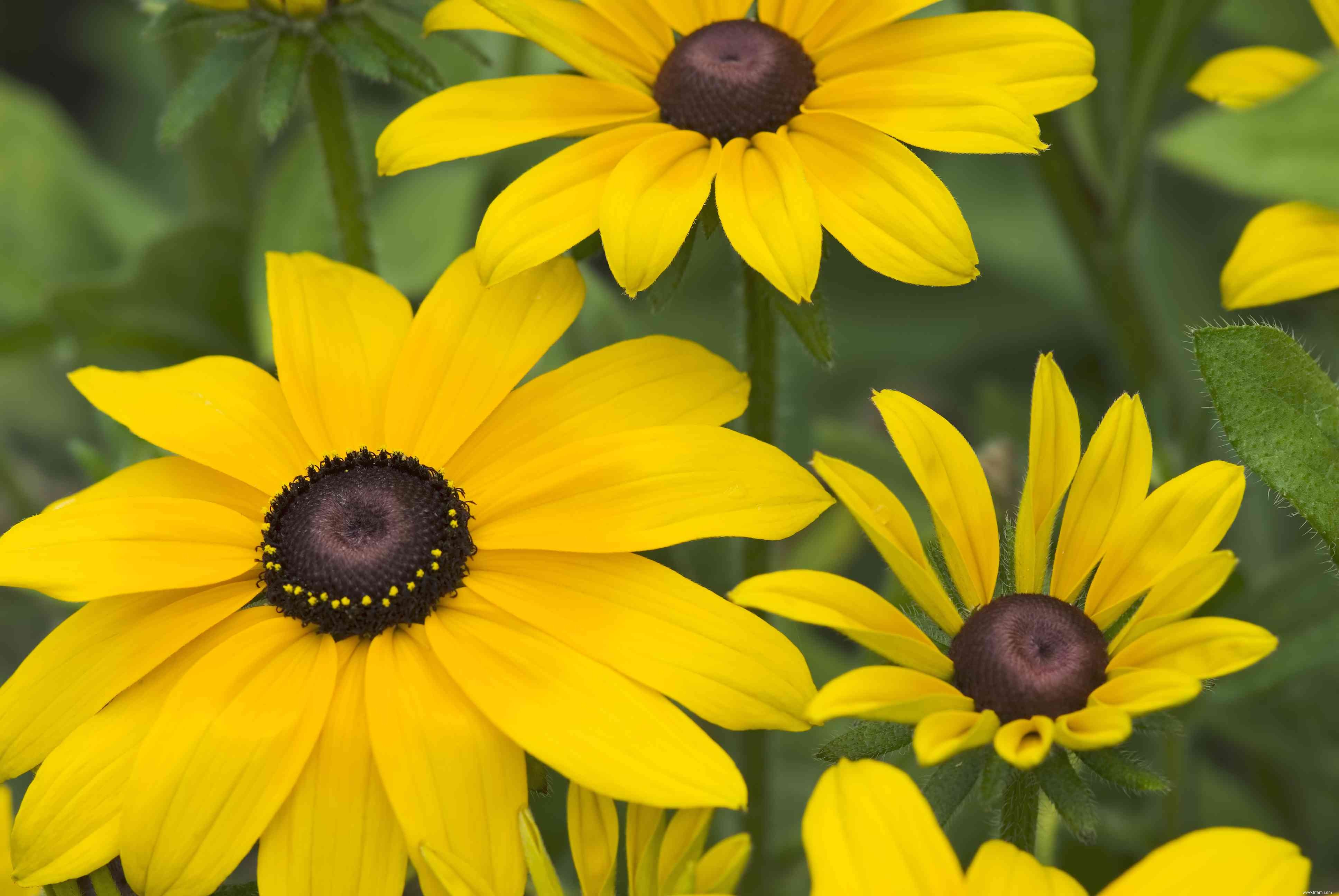 28 plantes vivaces faciles à cultiver pour les jardiniers débutants 