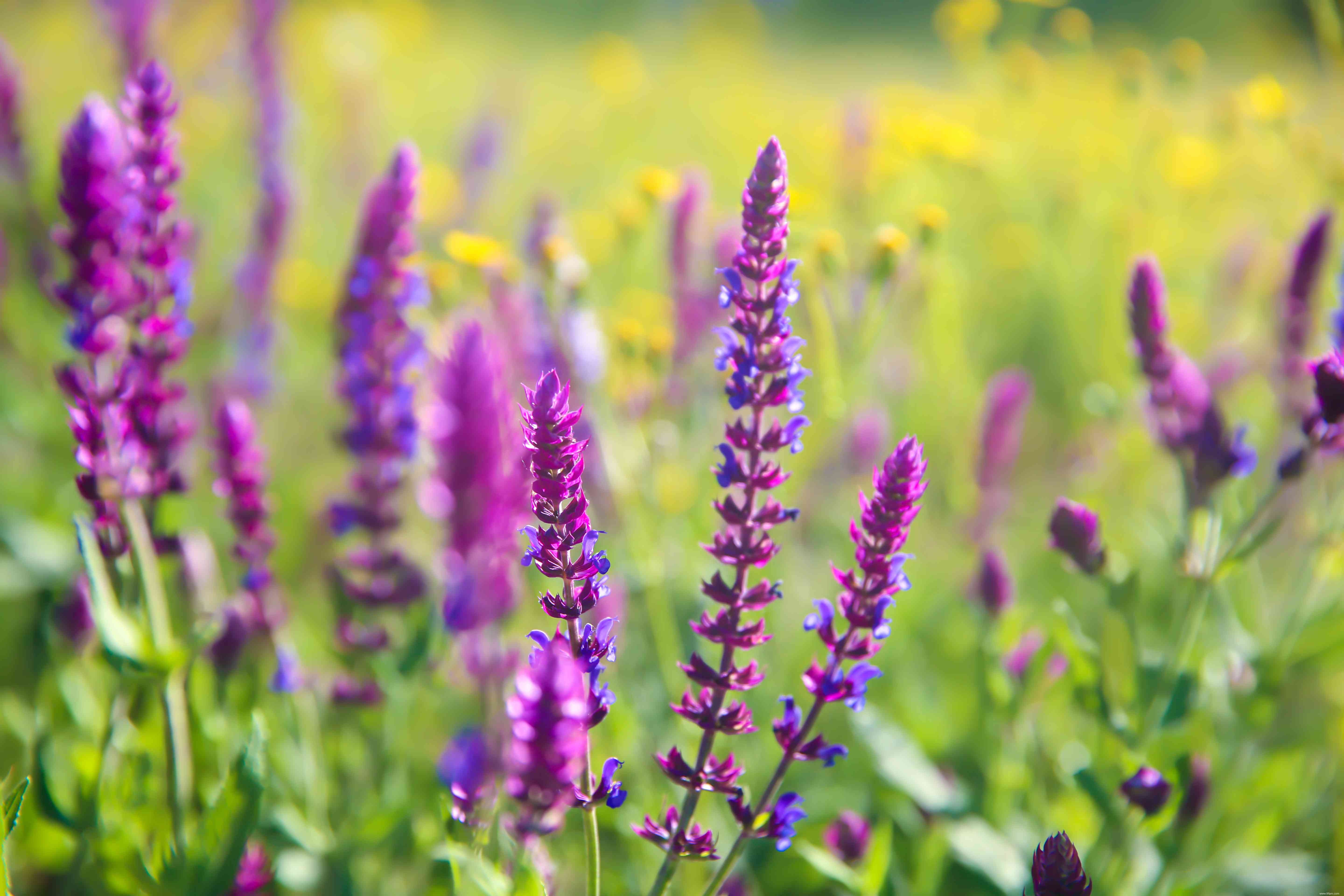 28 plantes vivaces faciles à cultiver pour les jardiniers débutants 