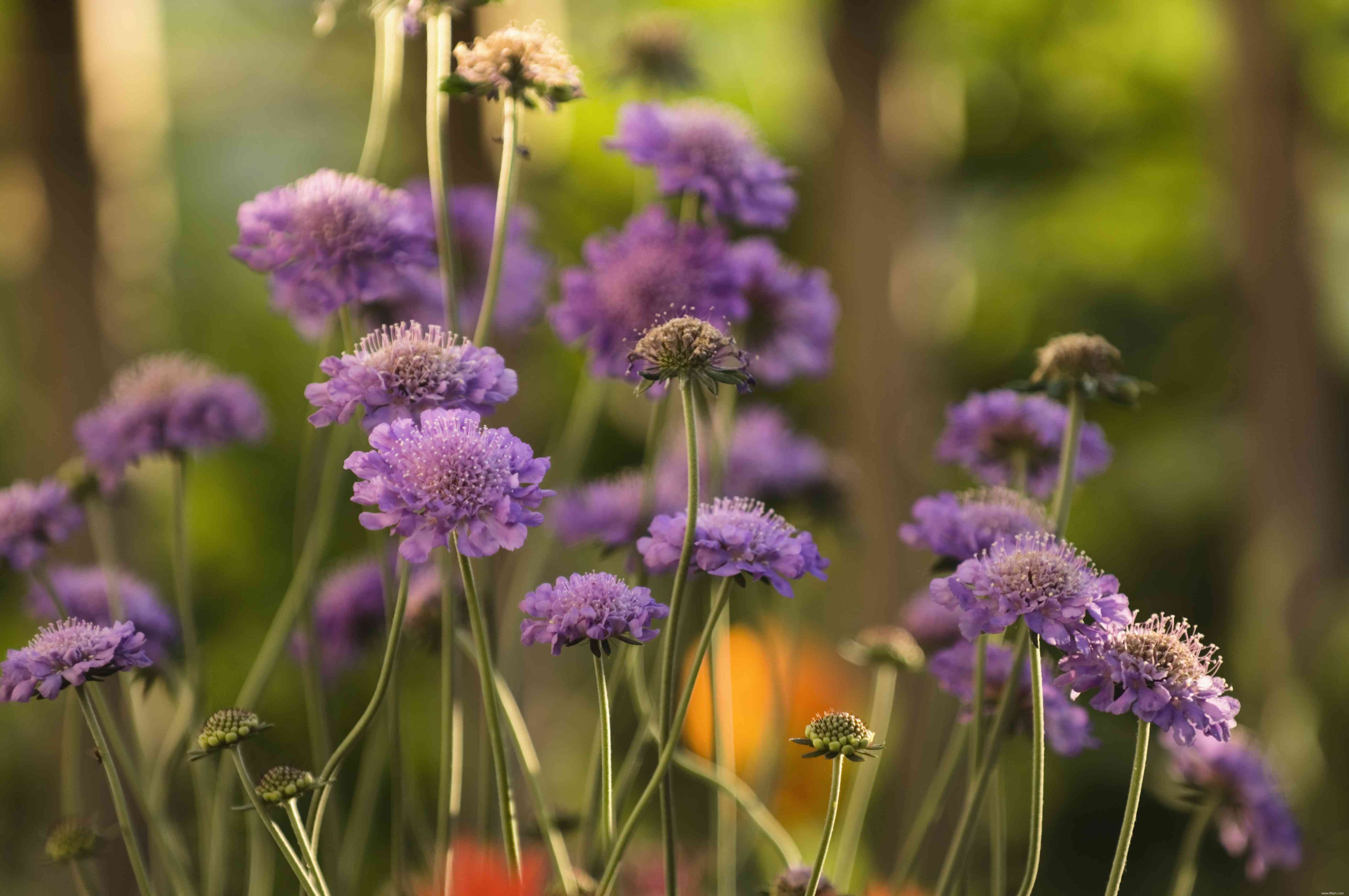 28 plantes vivaces faciles à cultiver pour les jardiniers débutants 